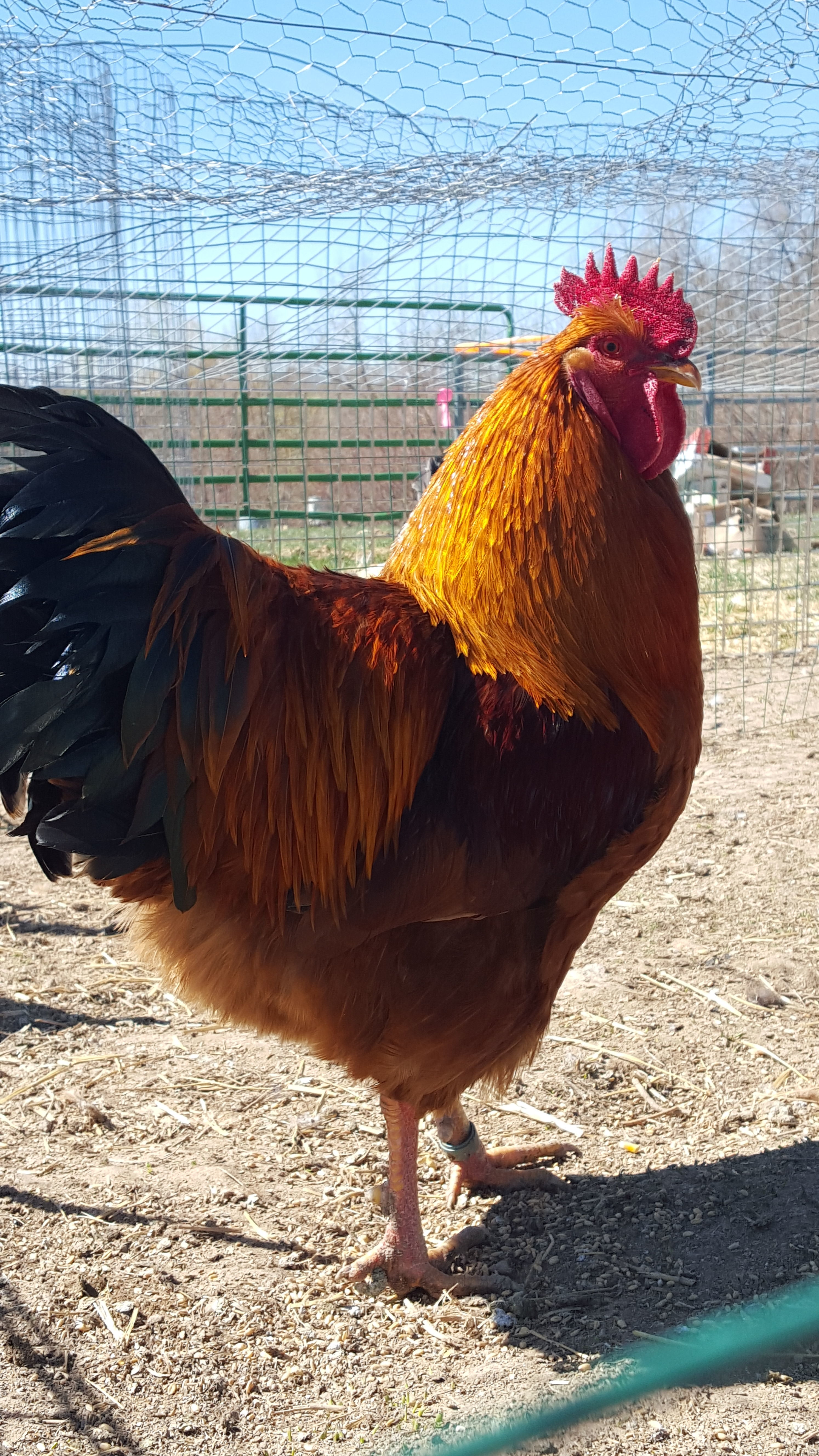 New Hampshire Rooster I will be using for 2017 Breeding.