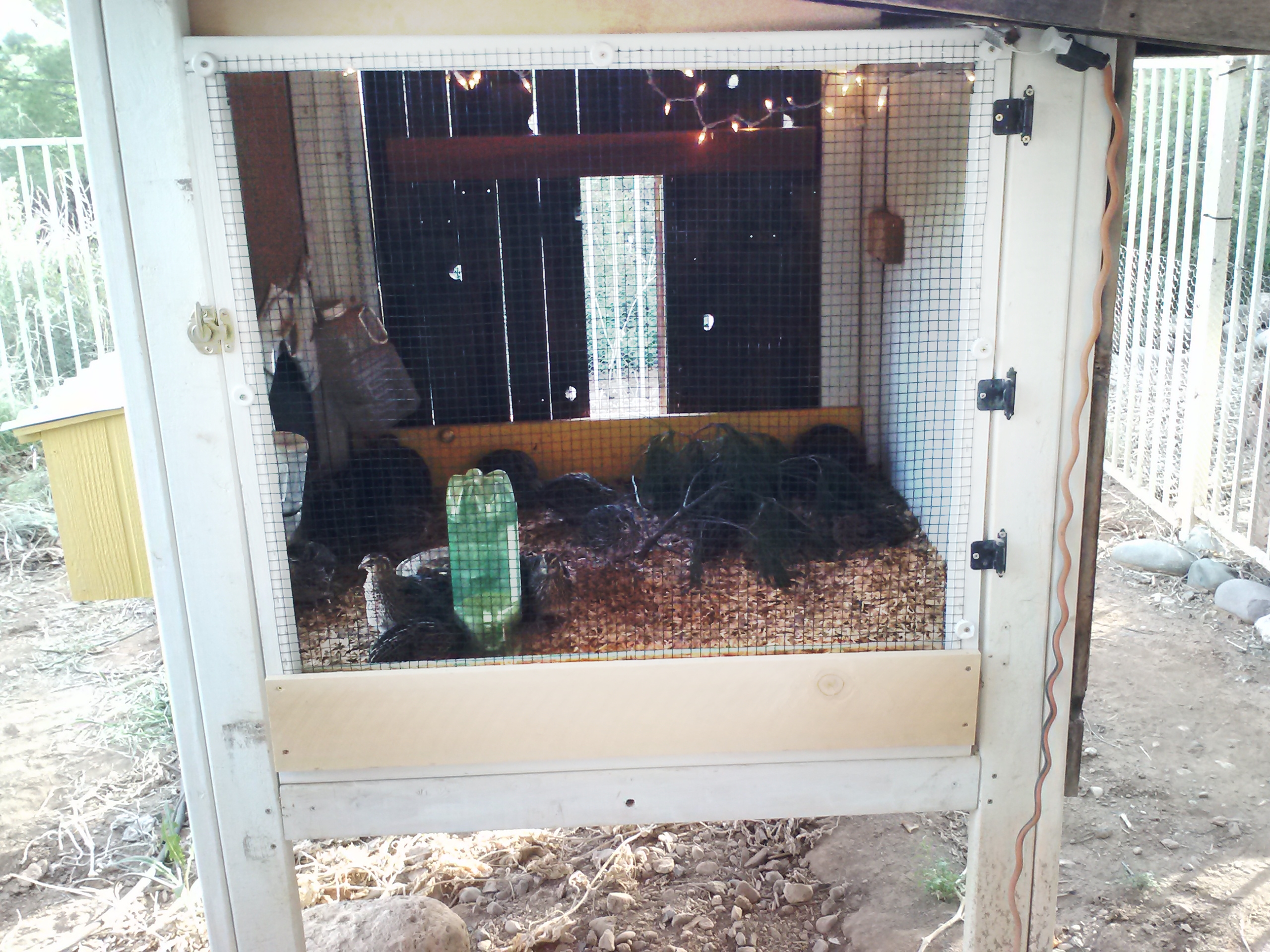 New hardware cloth door since the quail were getting way too hot. Next project is insulating the metal roof.