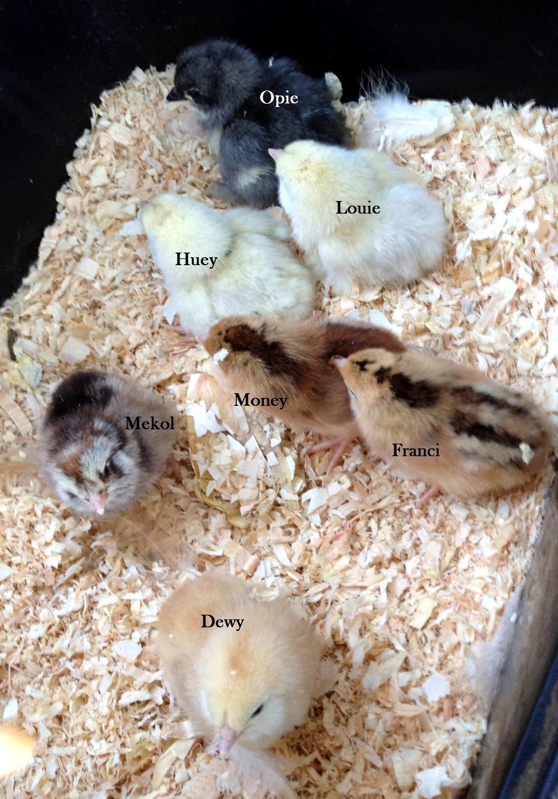 New hatch 7/2/12