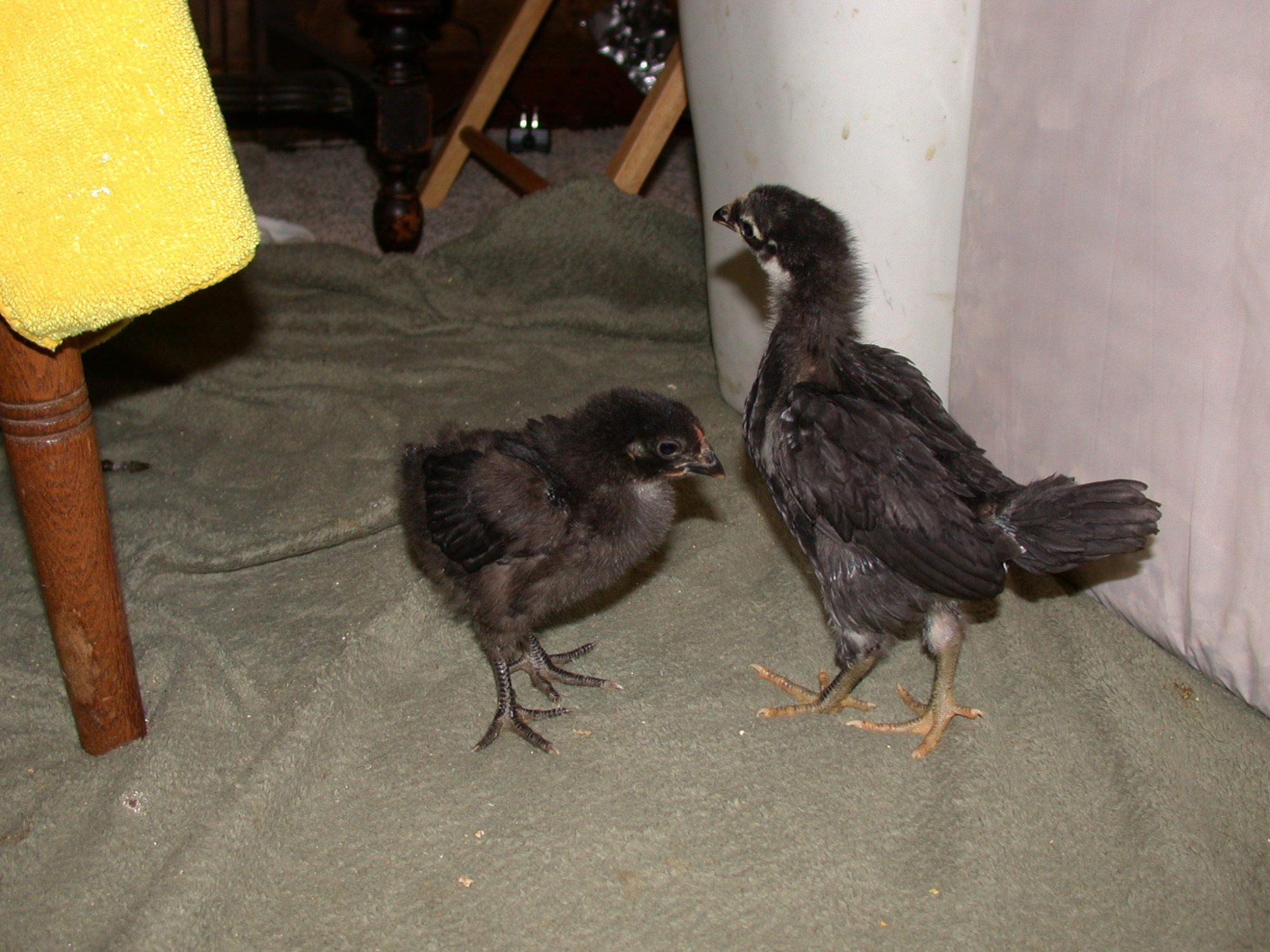 New Hatch and TSC Australorp, 10 days older or more.