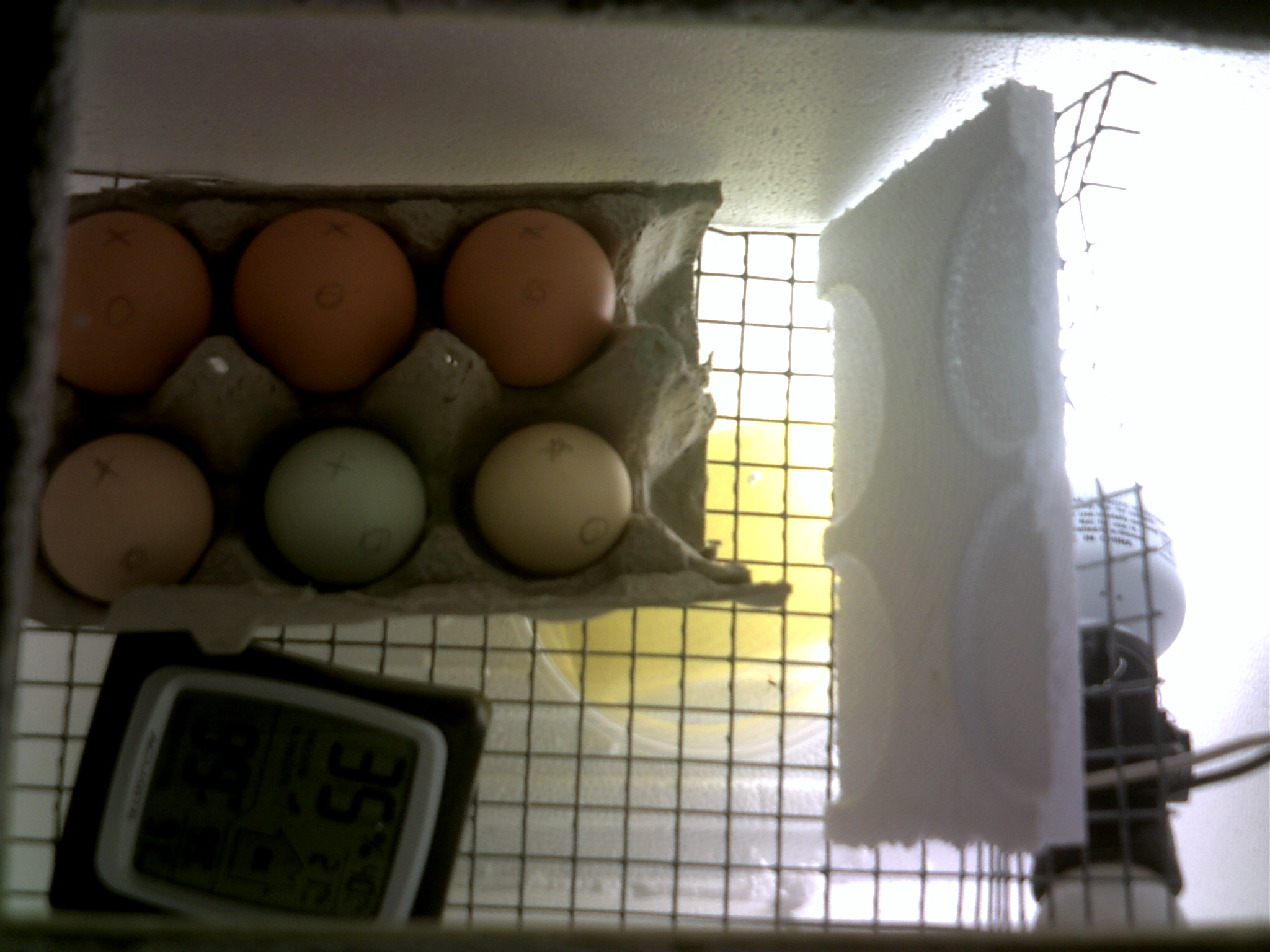 new hatching egg's from meyers in homemade incubator