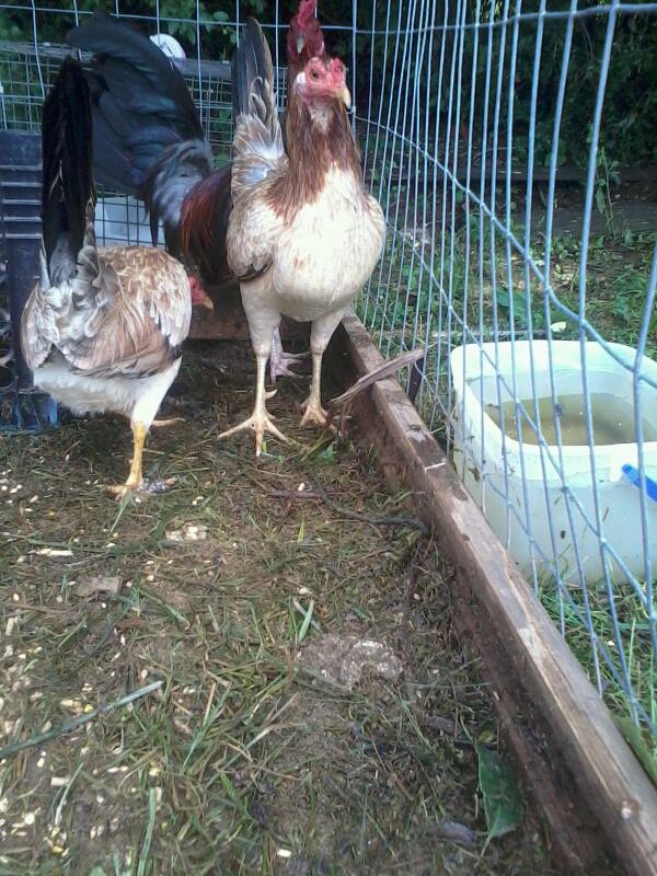 *
new hen 1