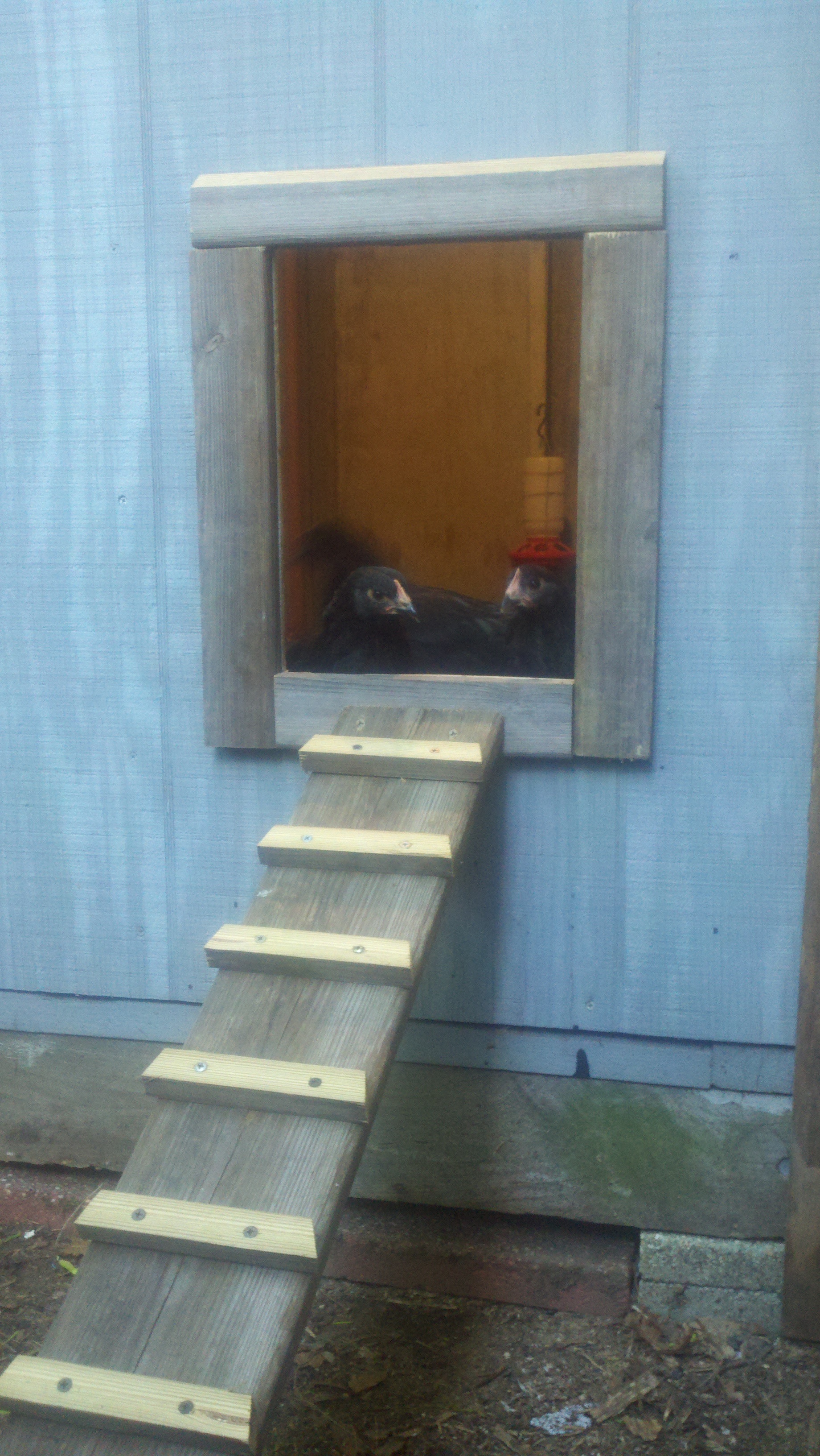 New Hen House