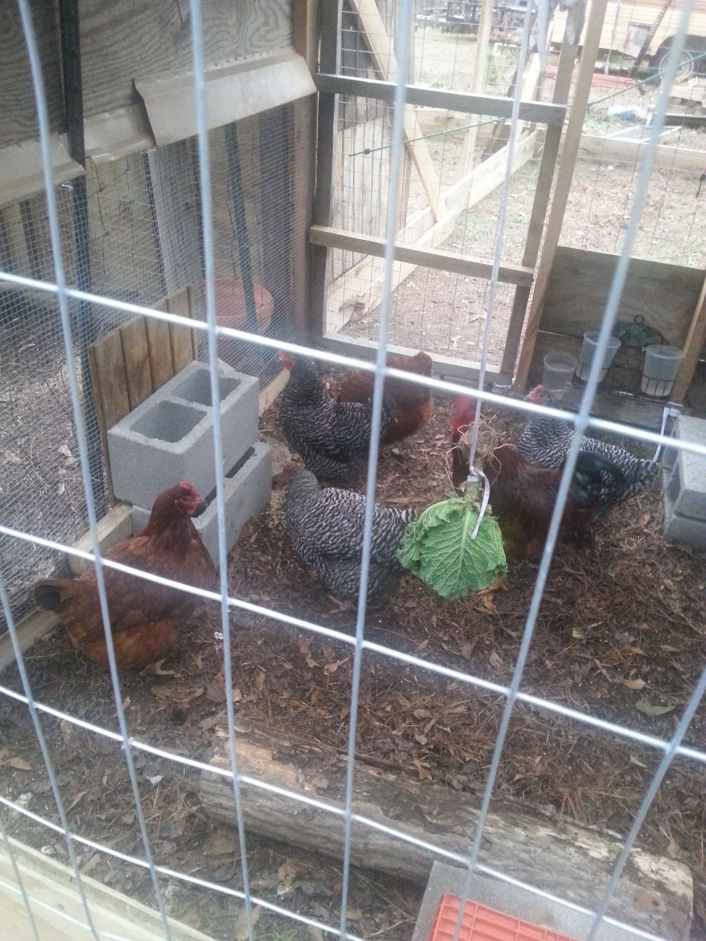 New hens rhode island reds, barred rocks and Dominic