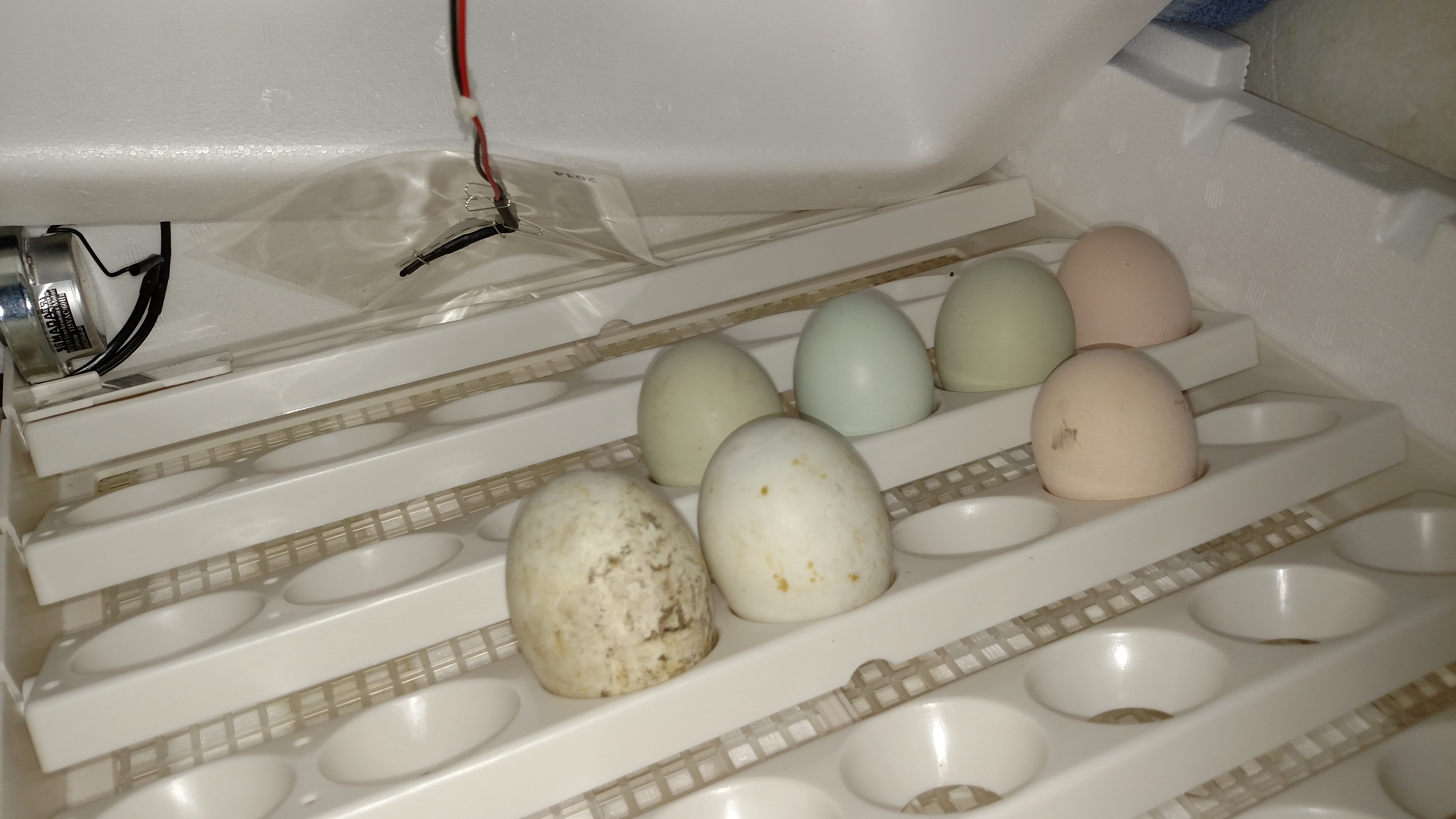 New incubator going with duck & chicken eggs.