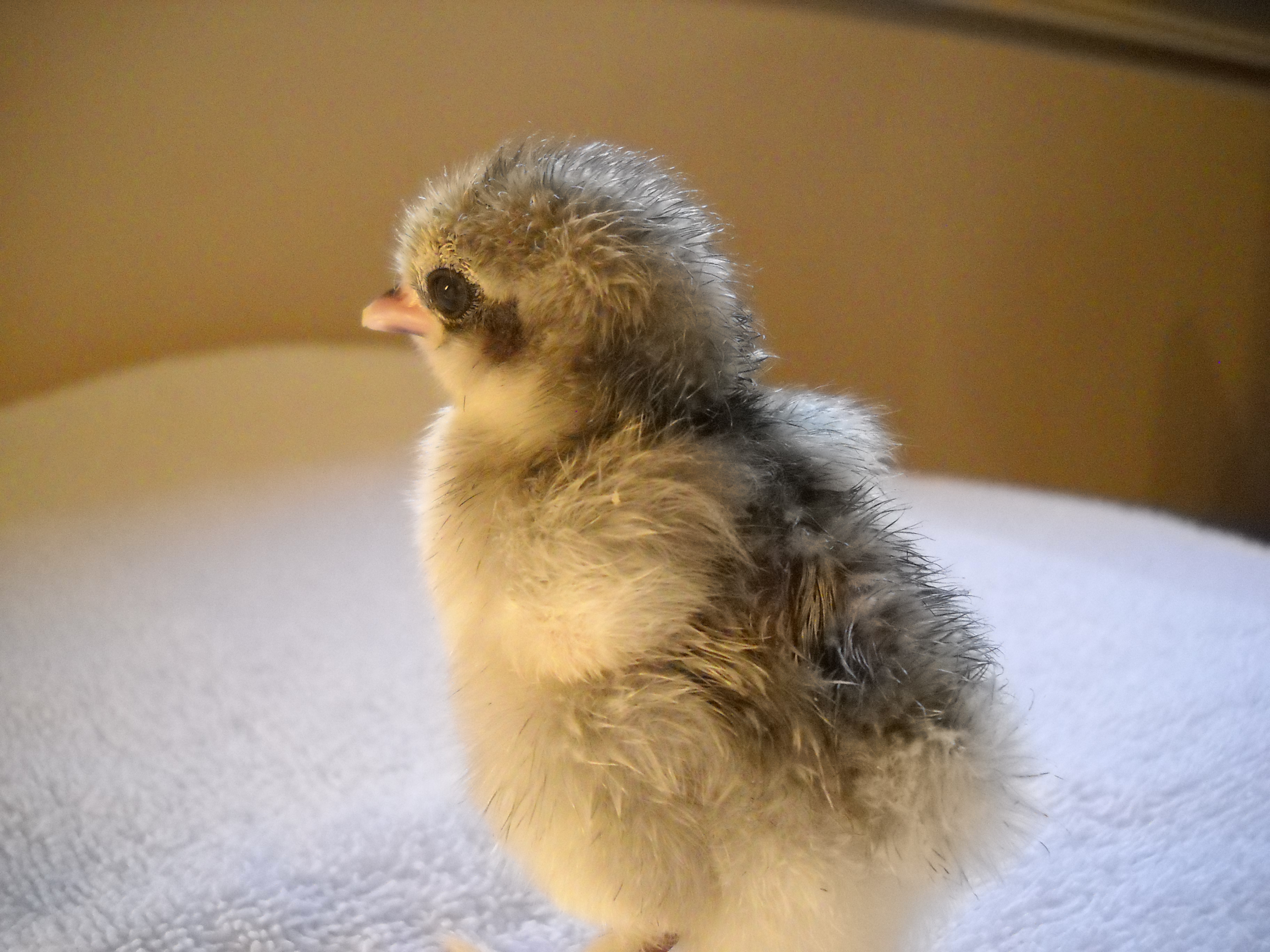 New Lavender Cochins hatched 2/2012. Beautiful Silvery colors with touches of black and white ; can't wait to see these babies as adults. I already have Red Buff and Grey Barred Cochins. Love this breed.