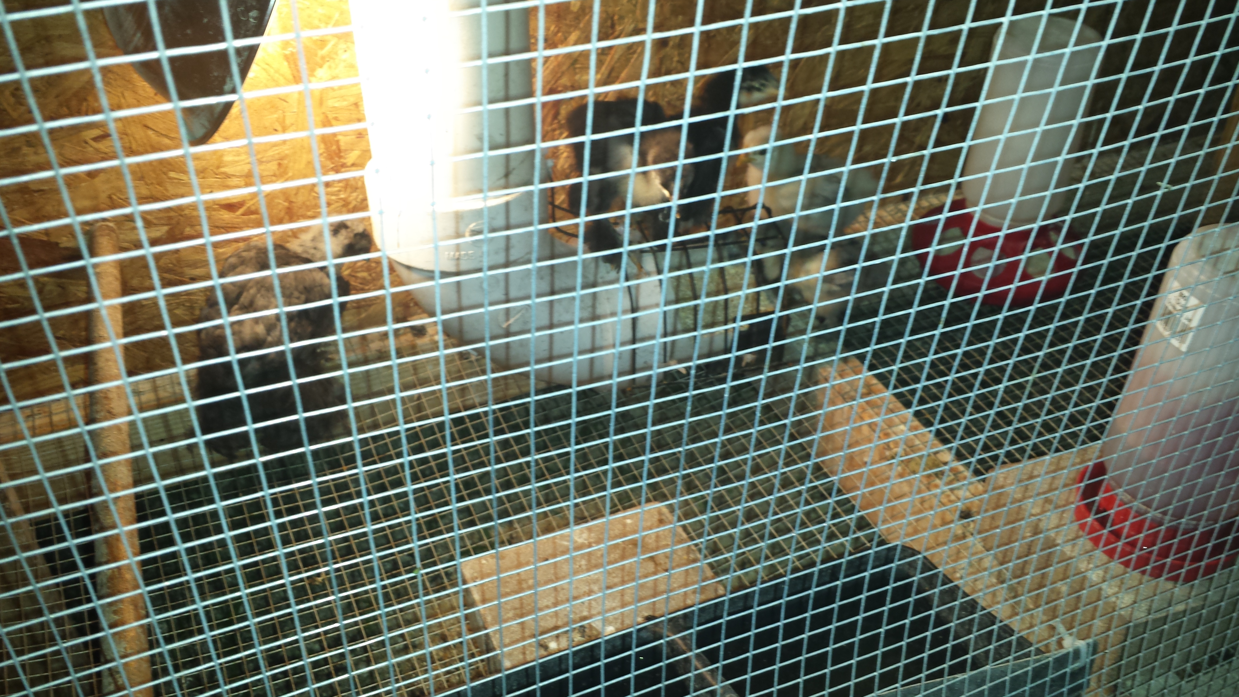 New LF Cochin chicks