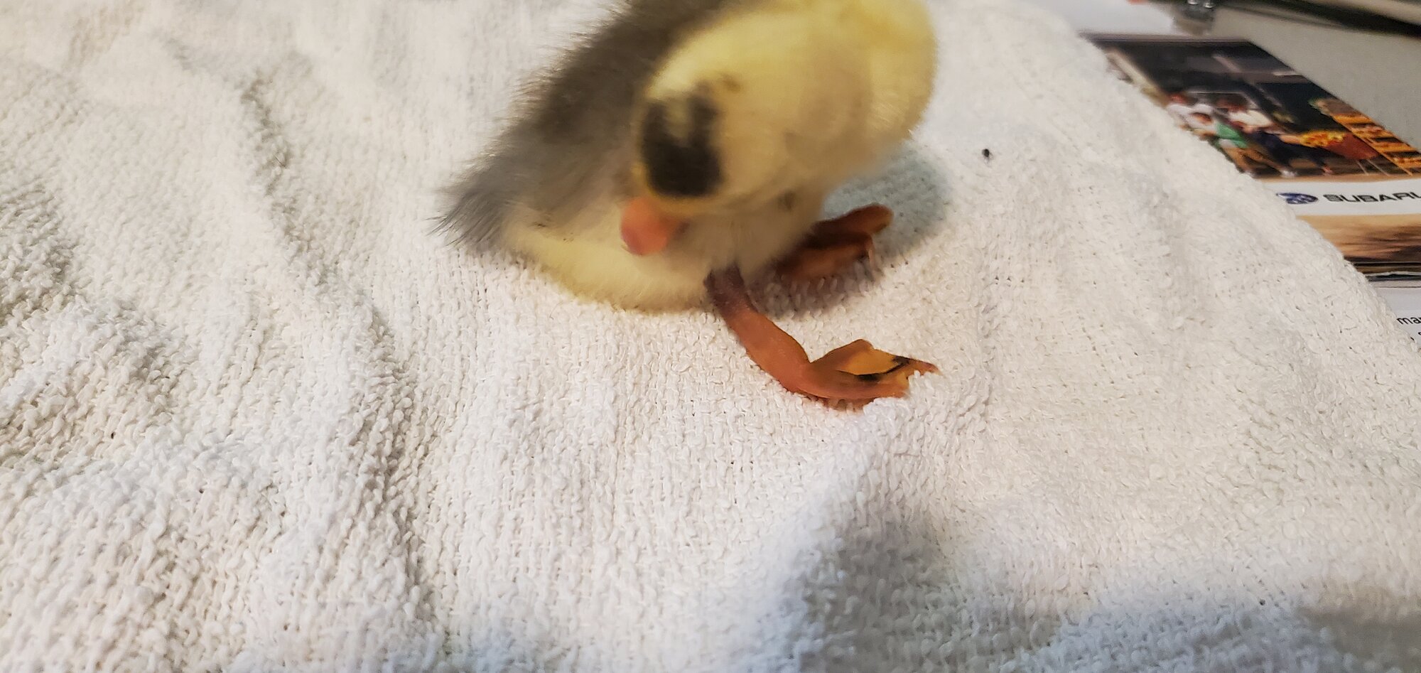 New little duckling