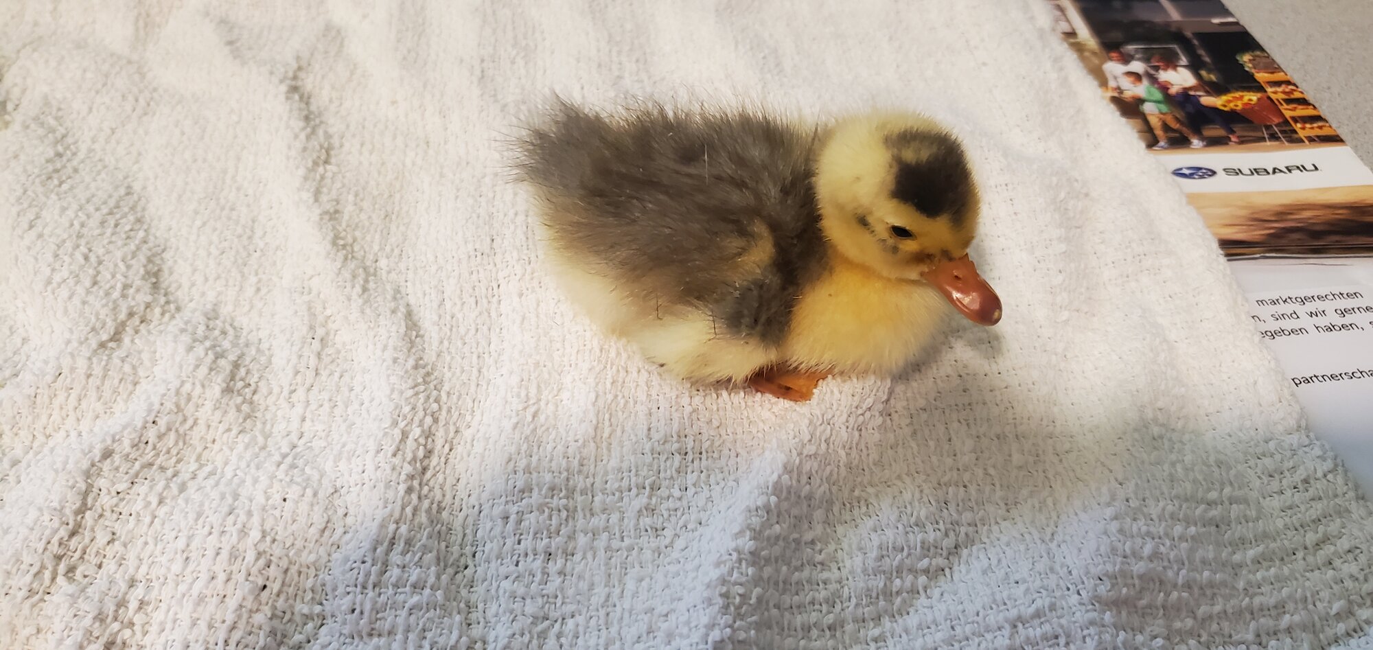 New little duckling