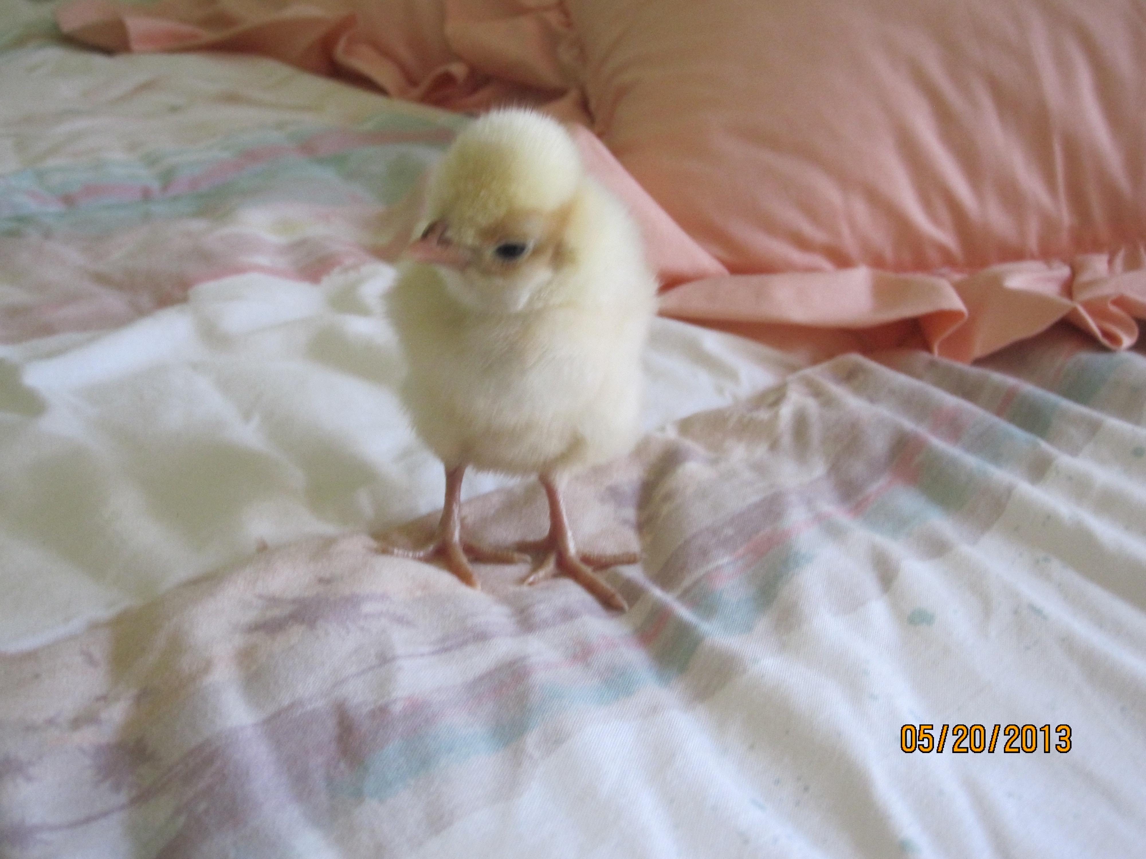New little Polish Buff Laced chick