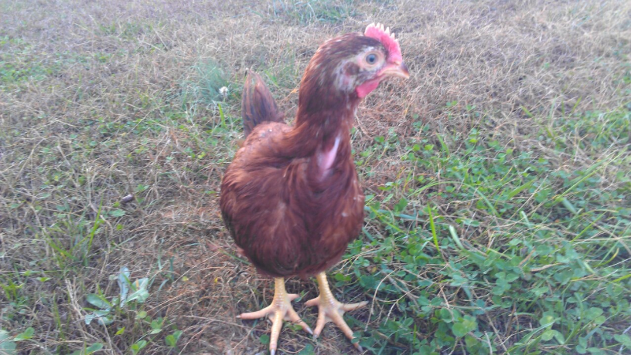 New member of the chicken family, due to the fact that we were under the impression we had a rooster but got a hen. We're happy anyhow!!