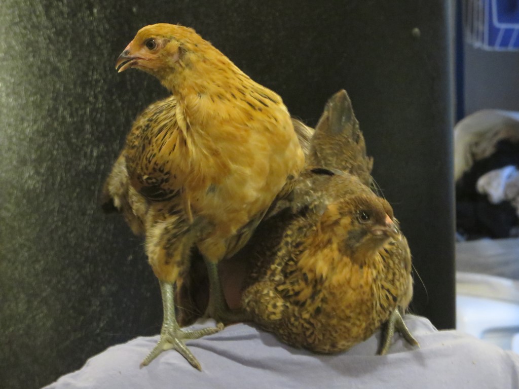 New members of my flock Golden Easter Eggers