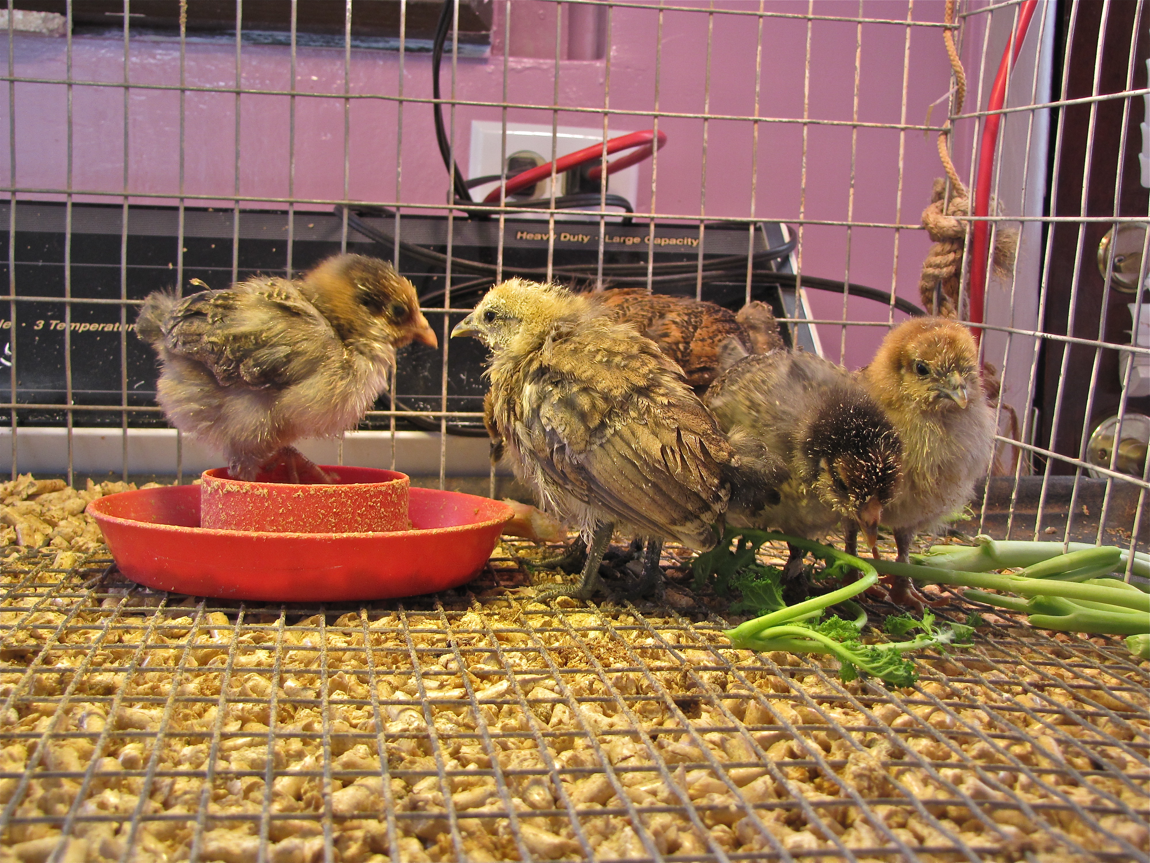 New Mutts that carry blue egg gene ?