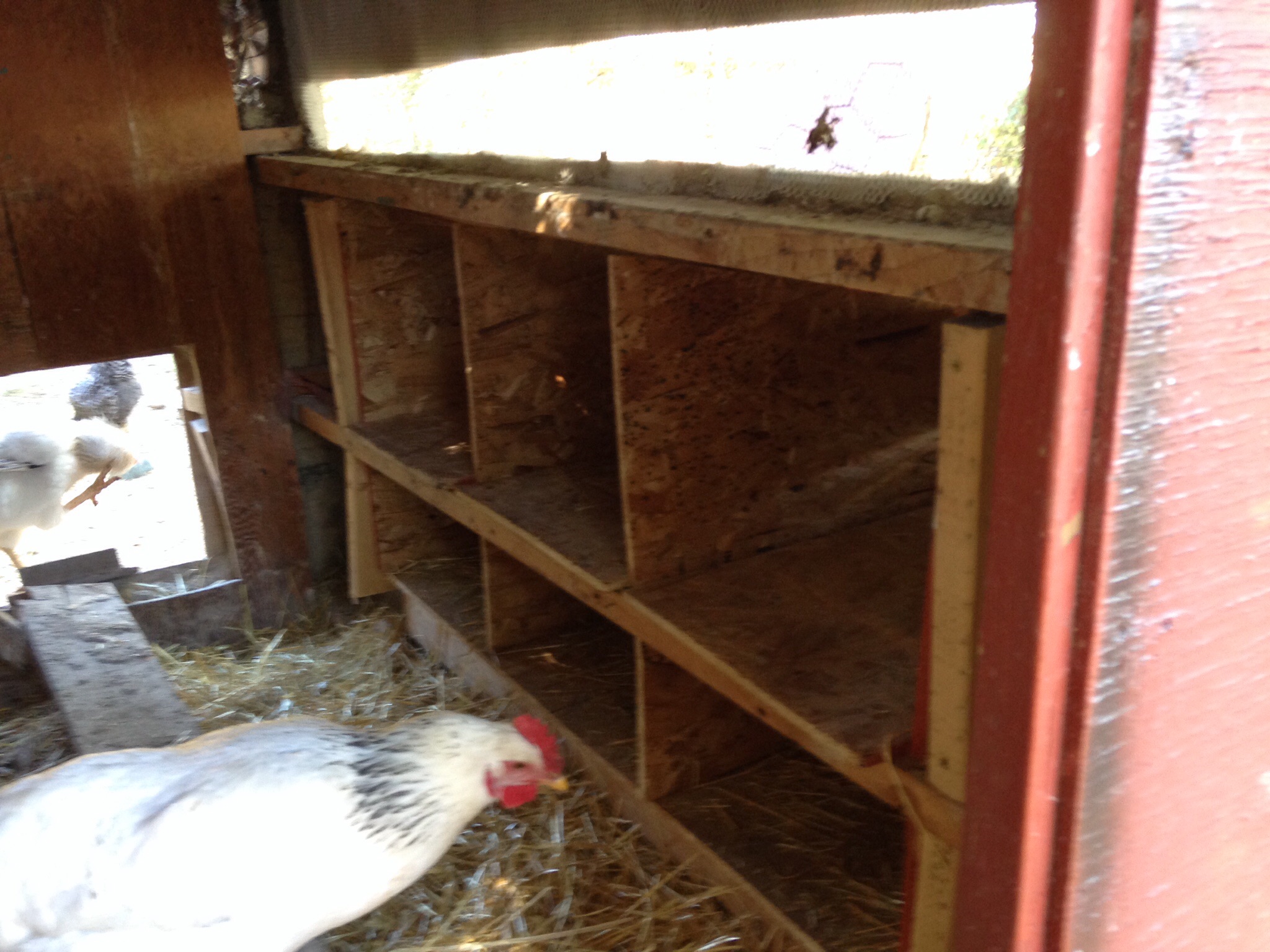 New nest boxes.....bottom are smaller by design as we have a few girls that prefer they lay in private. The bottom ones allow for more privacy and we always find eggs in there.