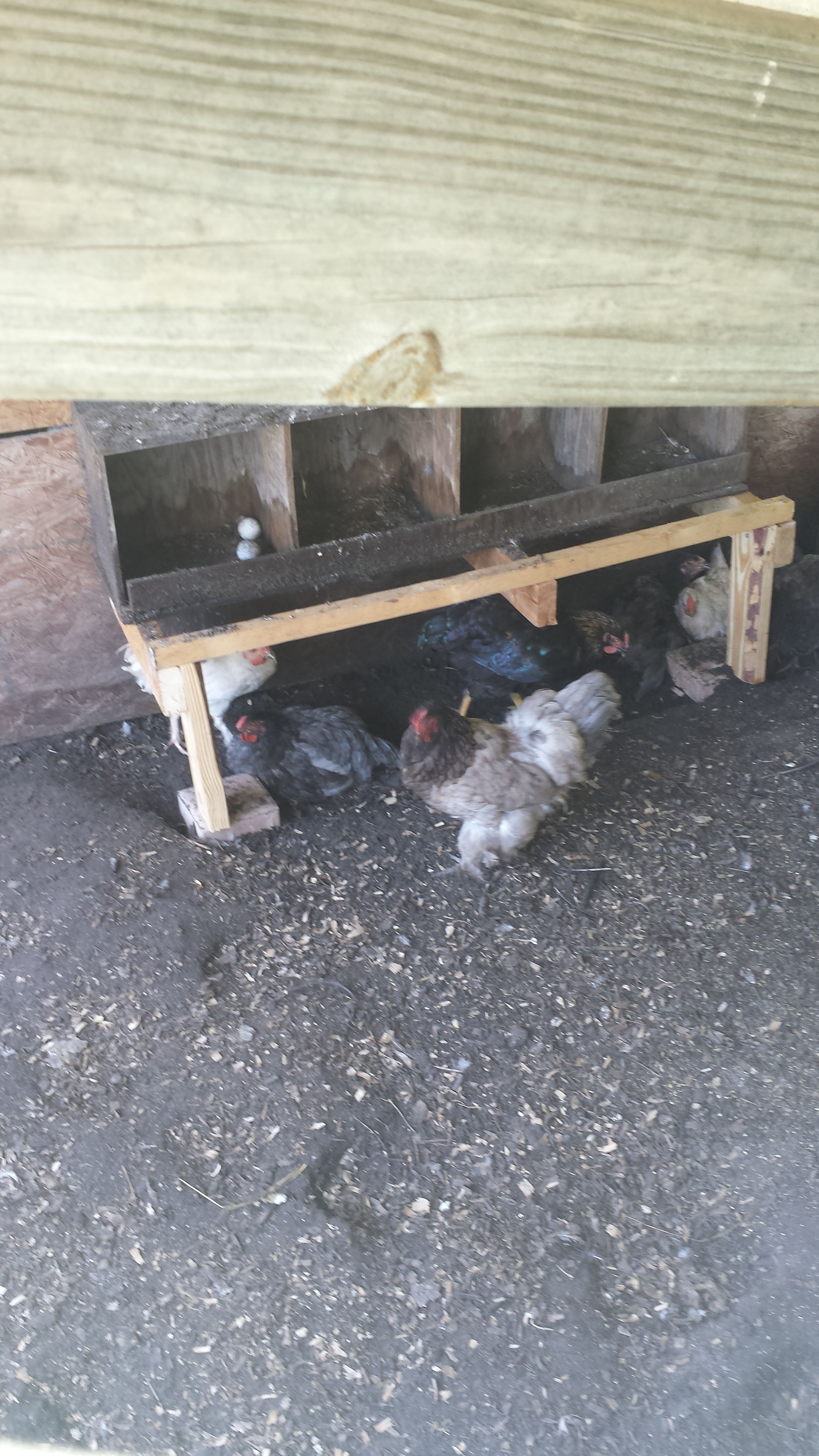 New nesting box setup to prevent water damage