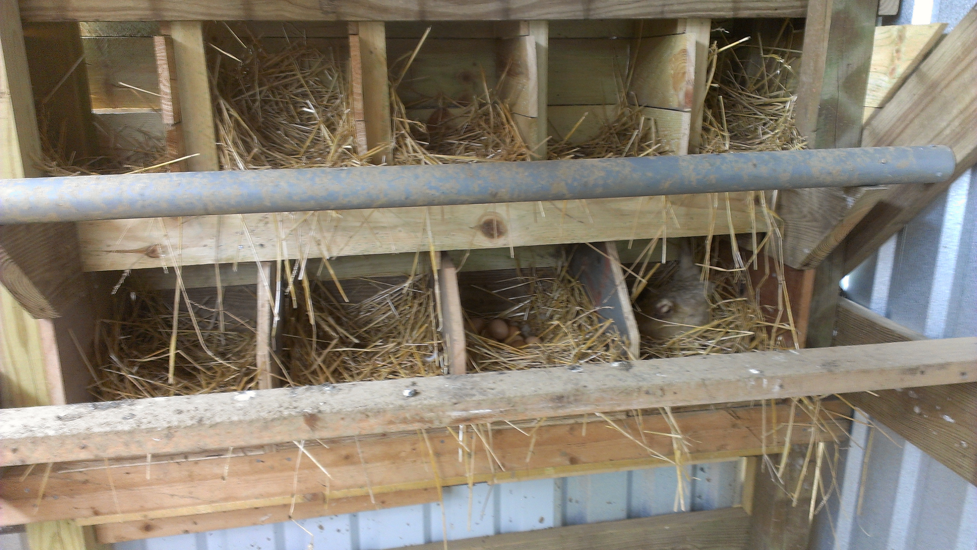 New nesting boxes (already have a sitter )