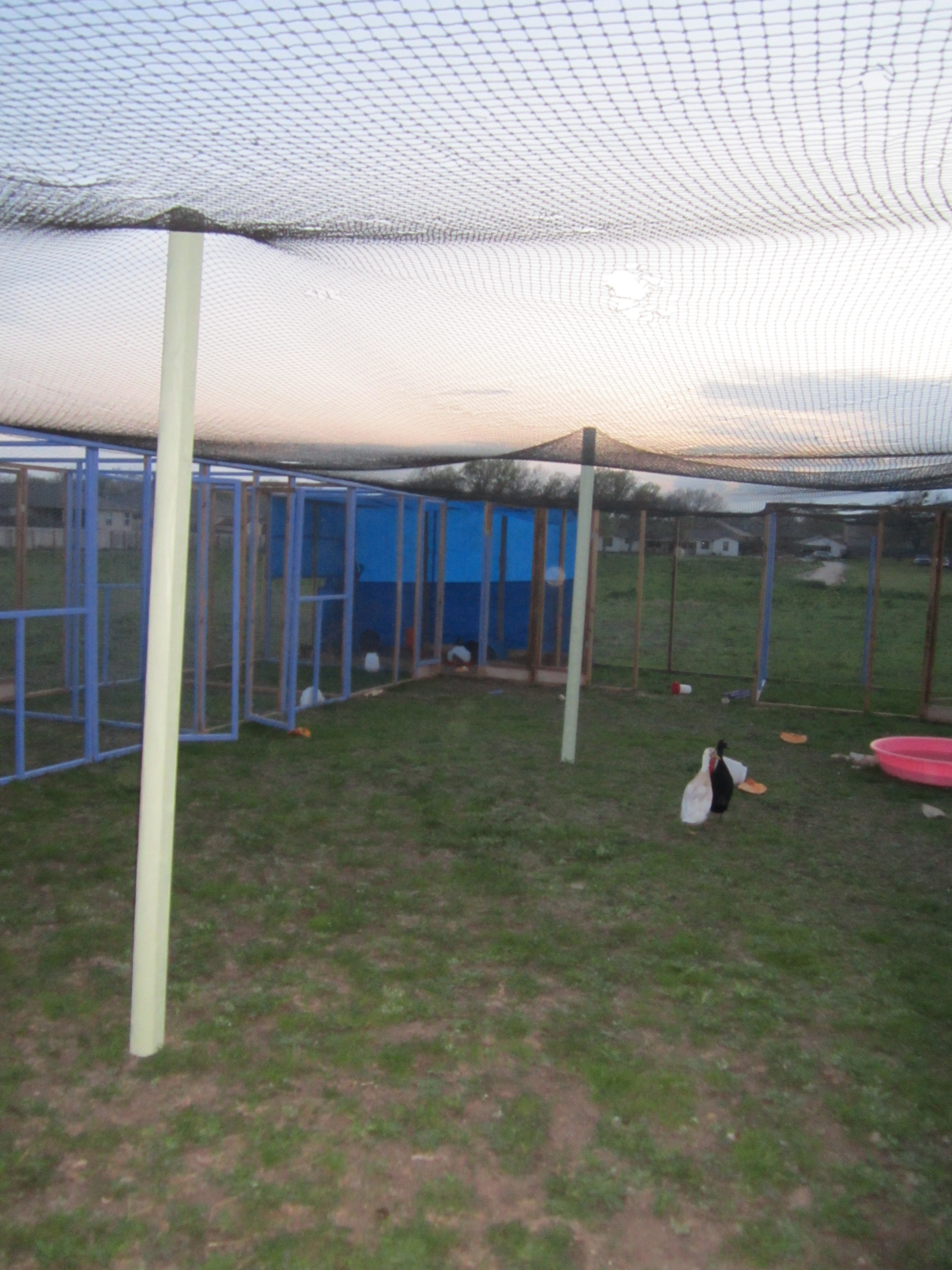New netted yard for silkies