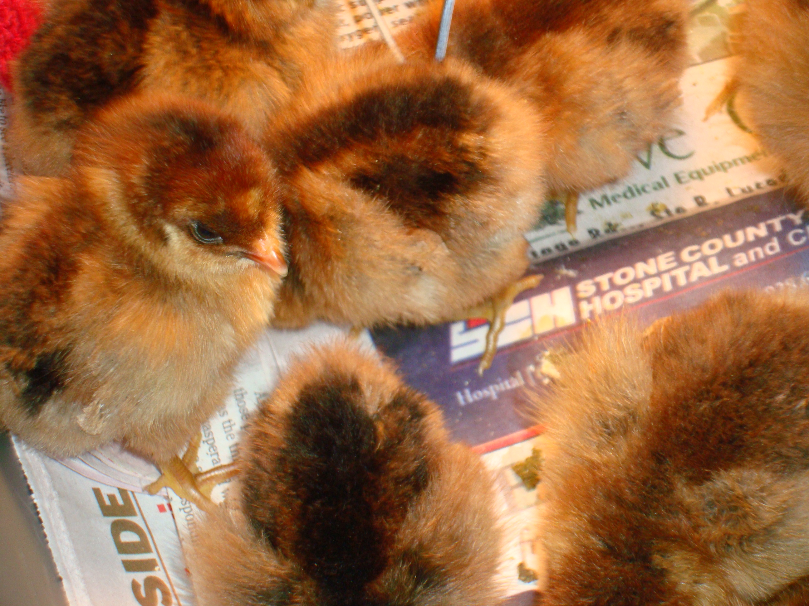 New partridge rocks - 3-2-12