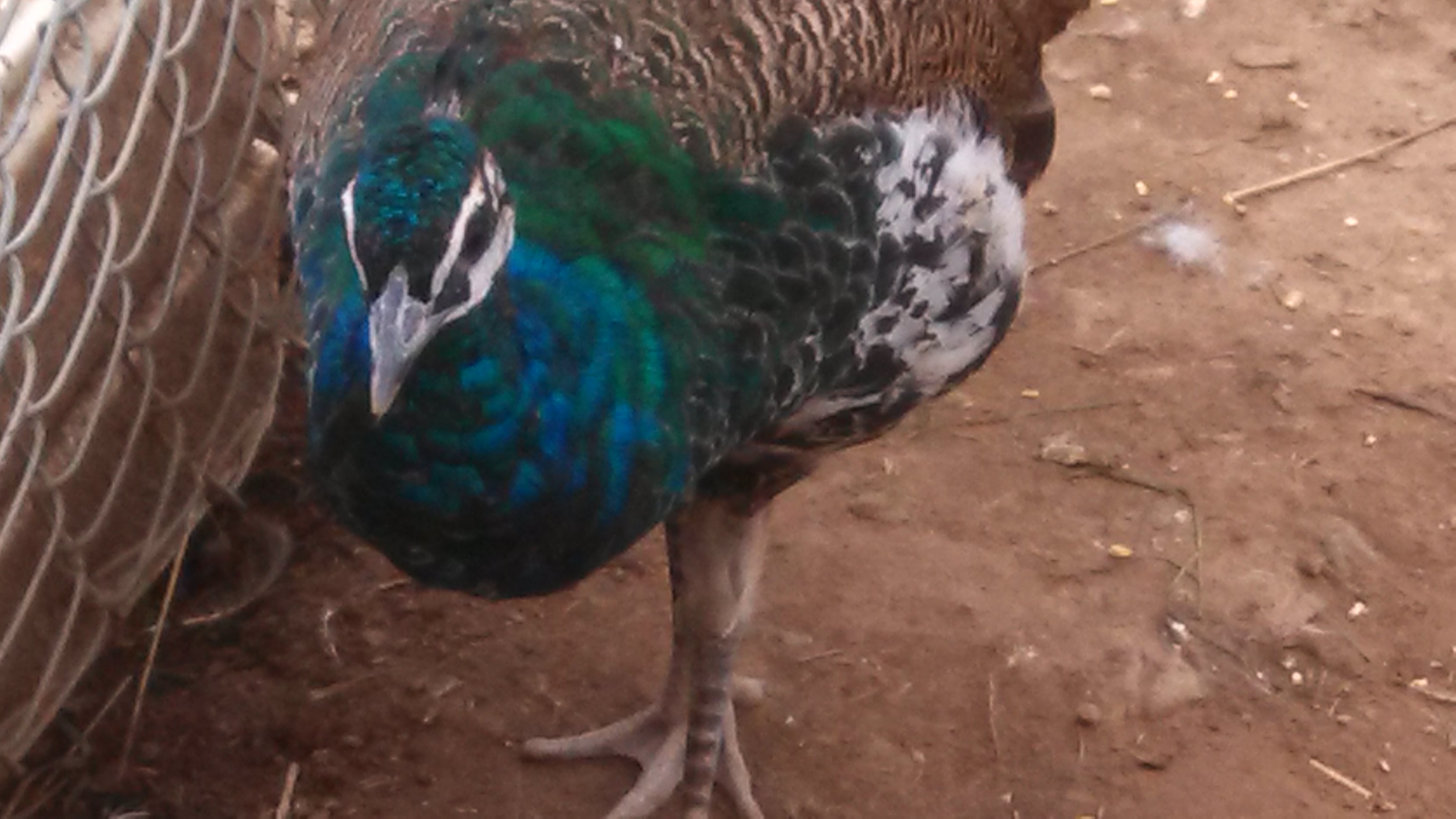 New peacock from Read Mountain Peafowl...
look close at the neck and you can see the 'scaling'..
there is a lack of yellow near eyes