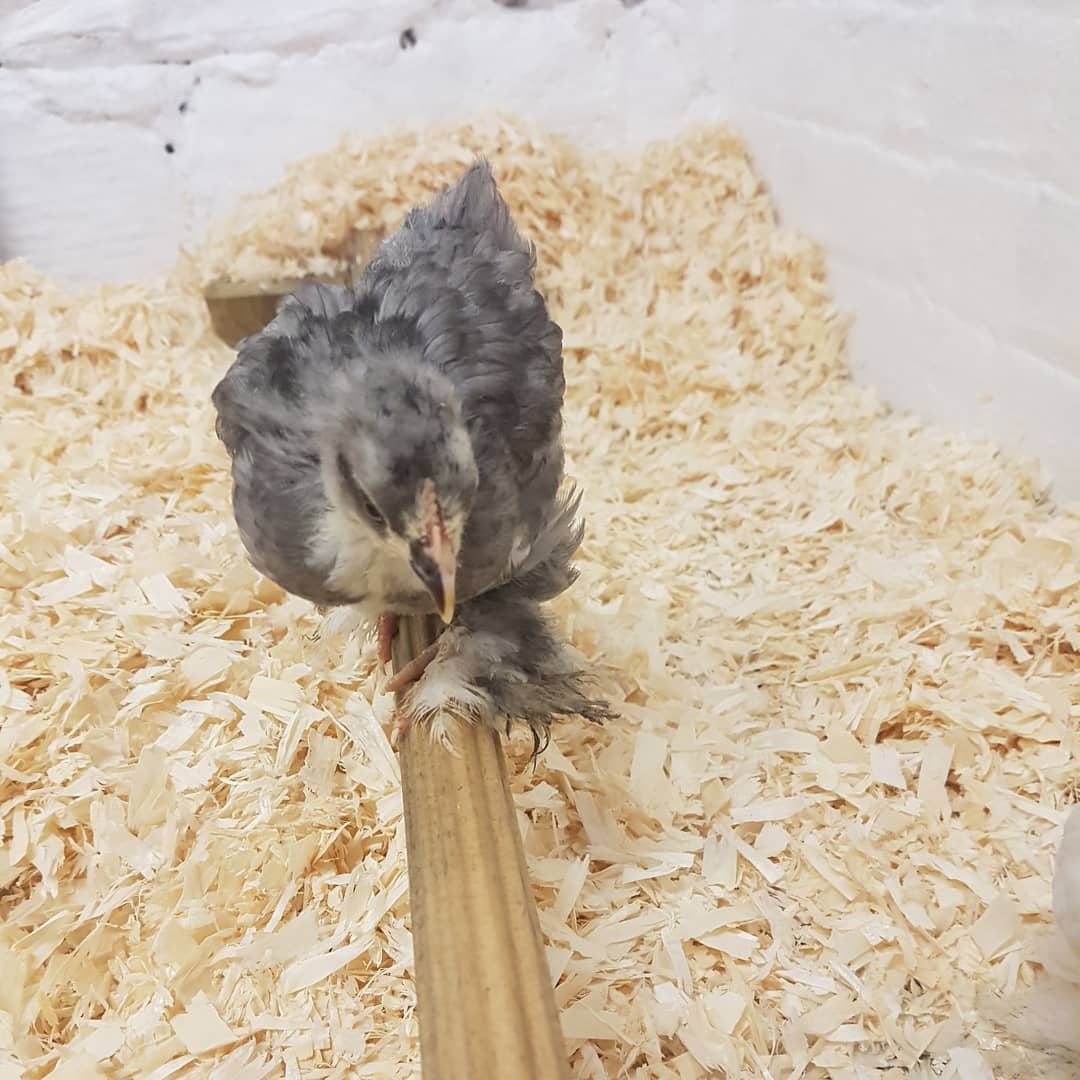 New pekin hen chick