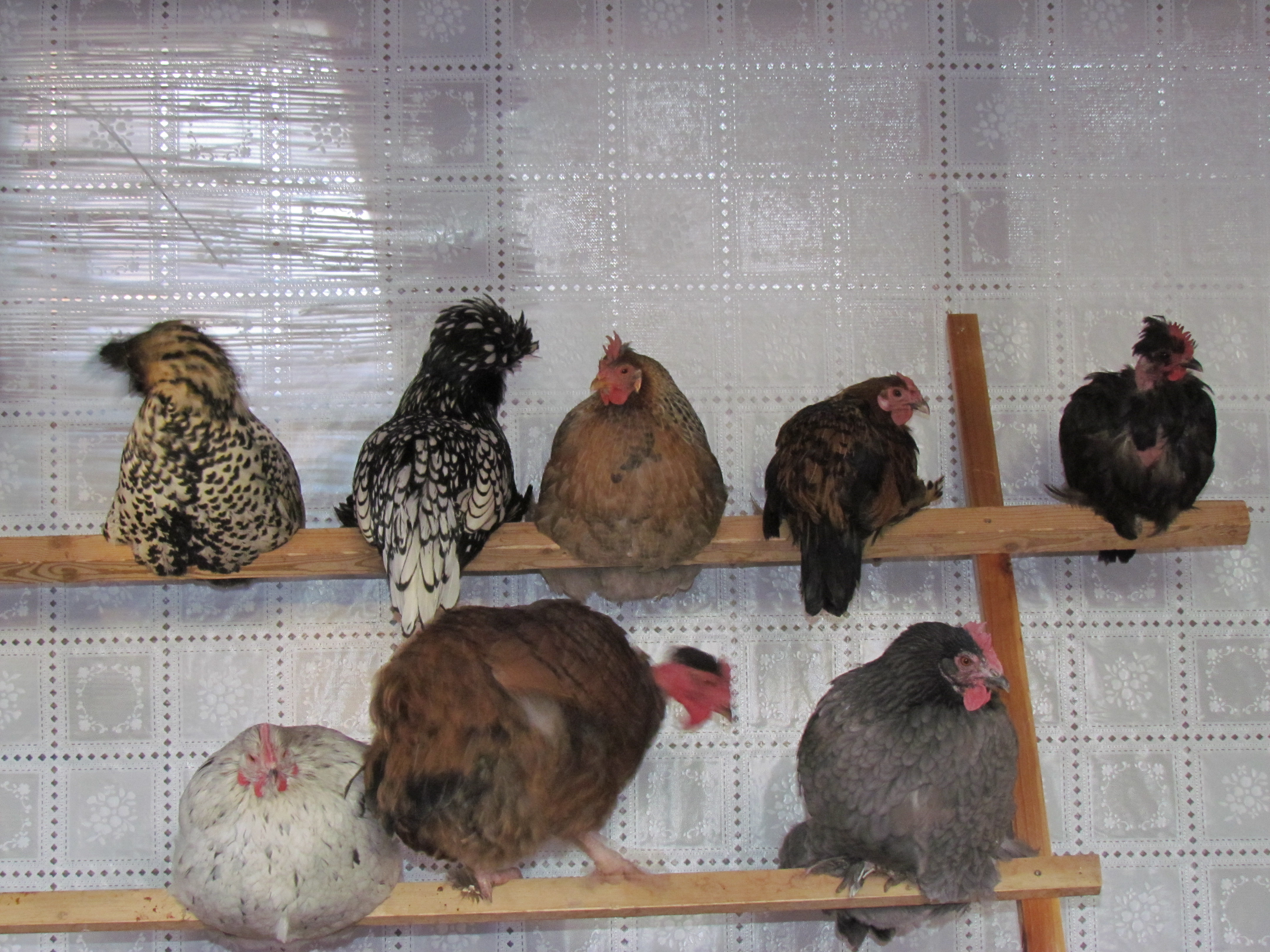 new perch for birdies