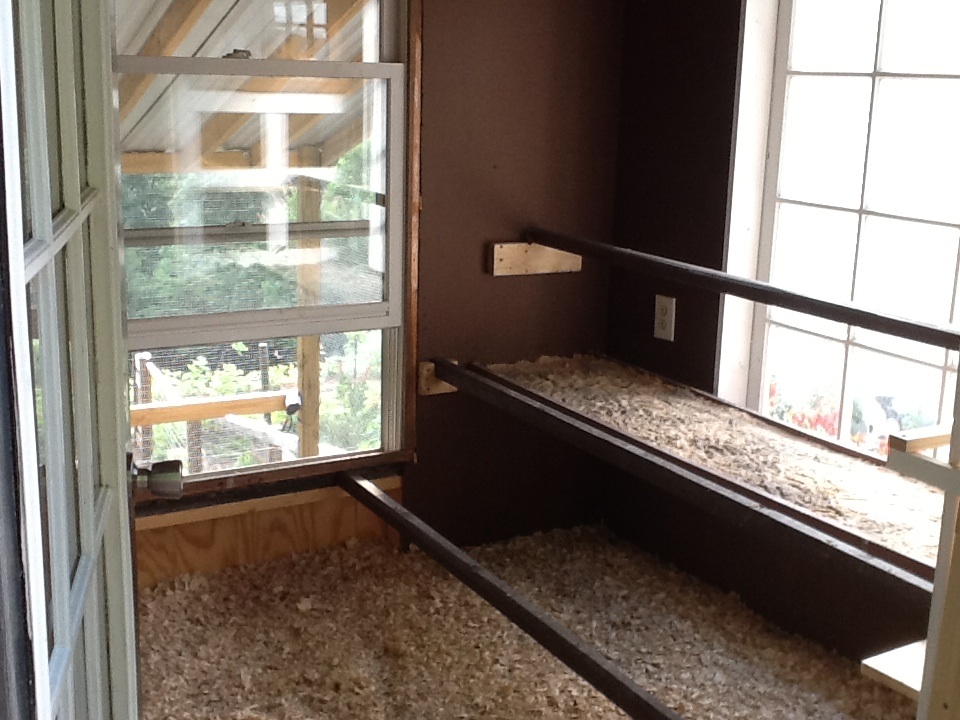 New poop board with sand under roosts had to be moved back to the other