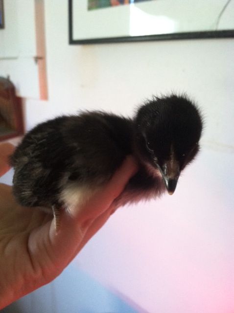 New Pullet 1