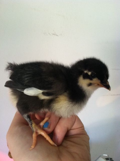 New Pullet 2