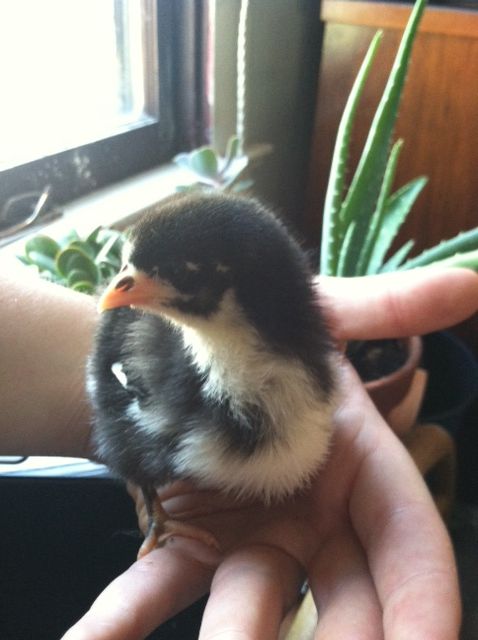 New Pullet 3