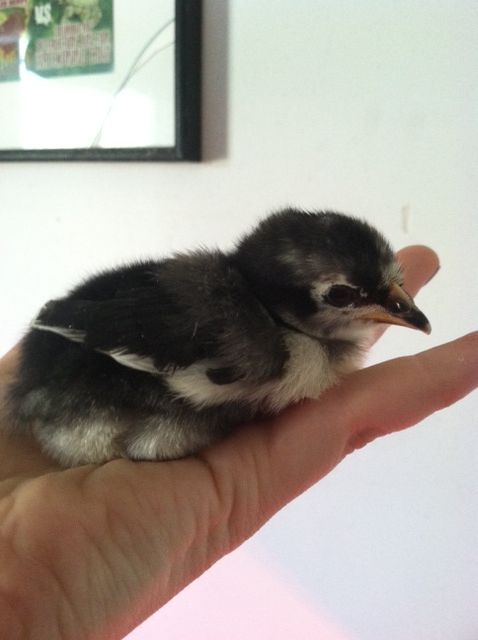New Pullet 4