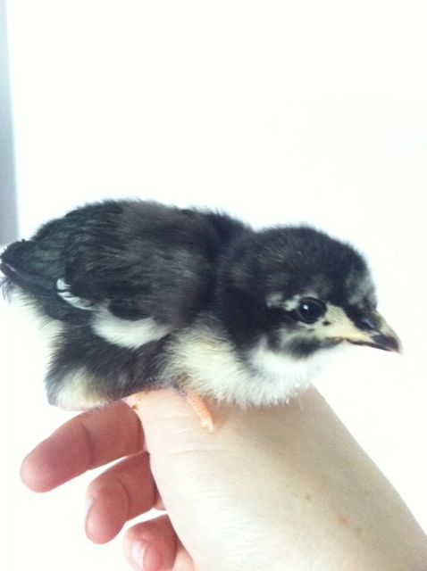 New Pullet 5