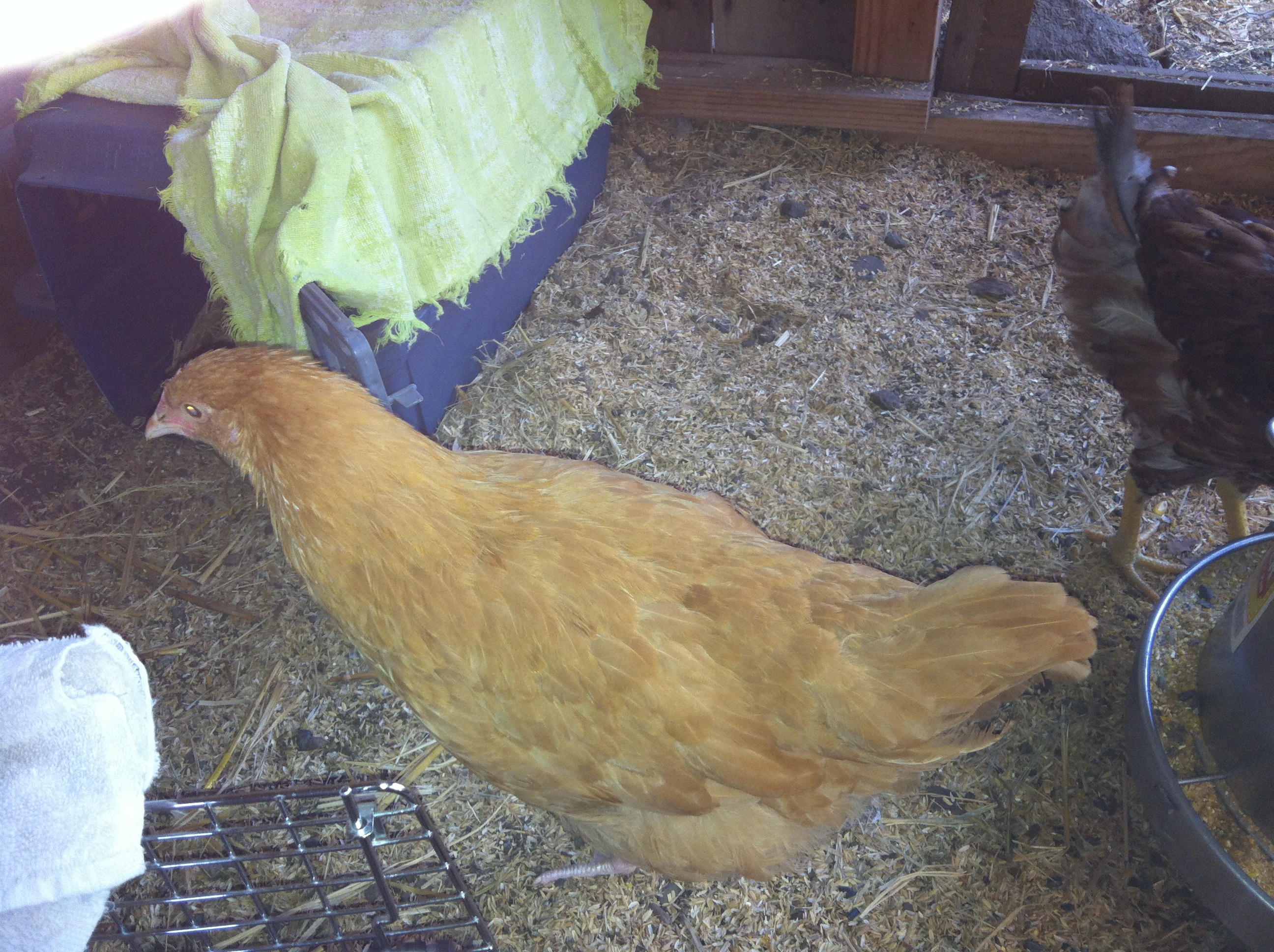 New pullet, Buffie, 3 months old and Olga, keeping in pen away from other chickens, they are sleeping in carriers at night.