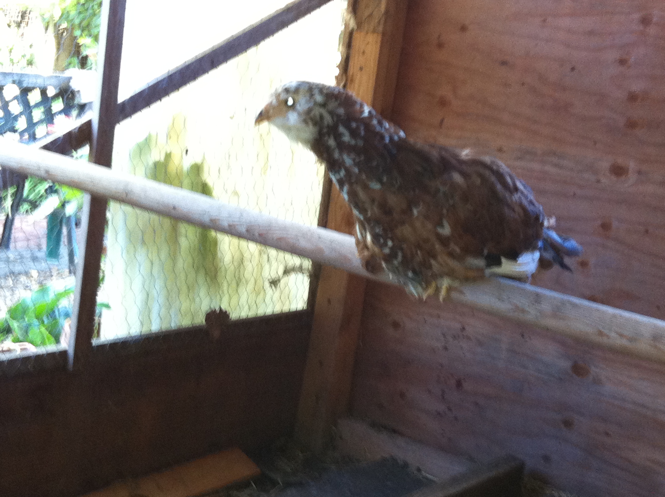 New Pullet, Olga, the Russian Orloff, about 5 months old