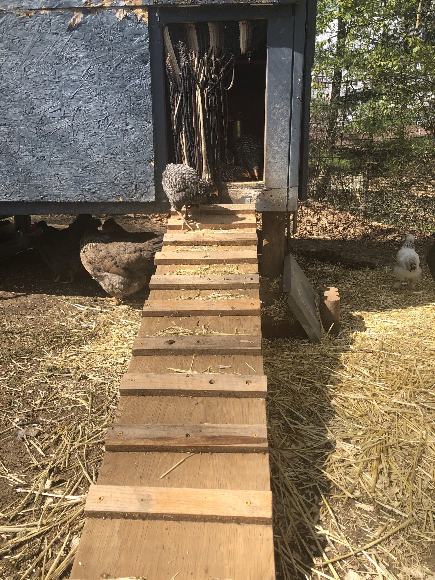 new ramp.jpeg