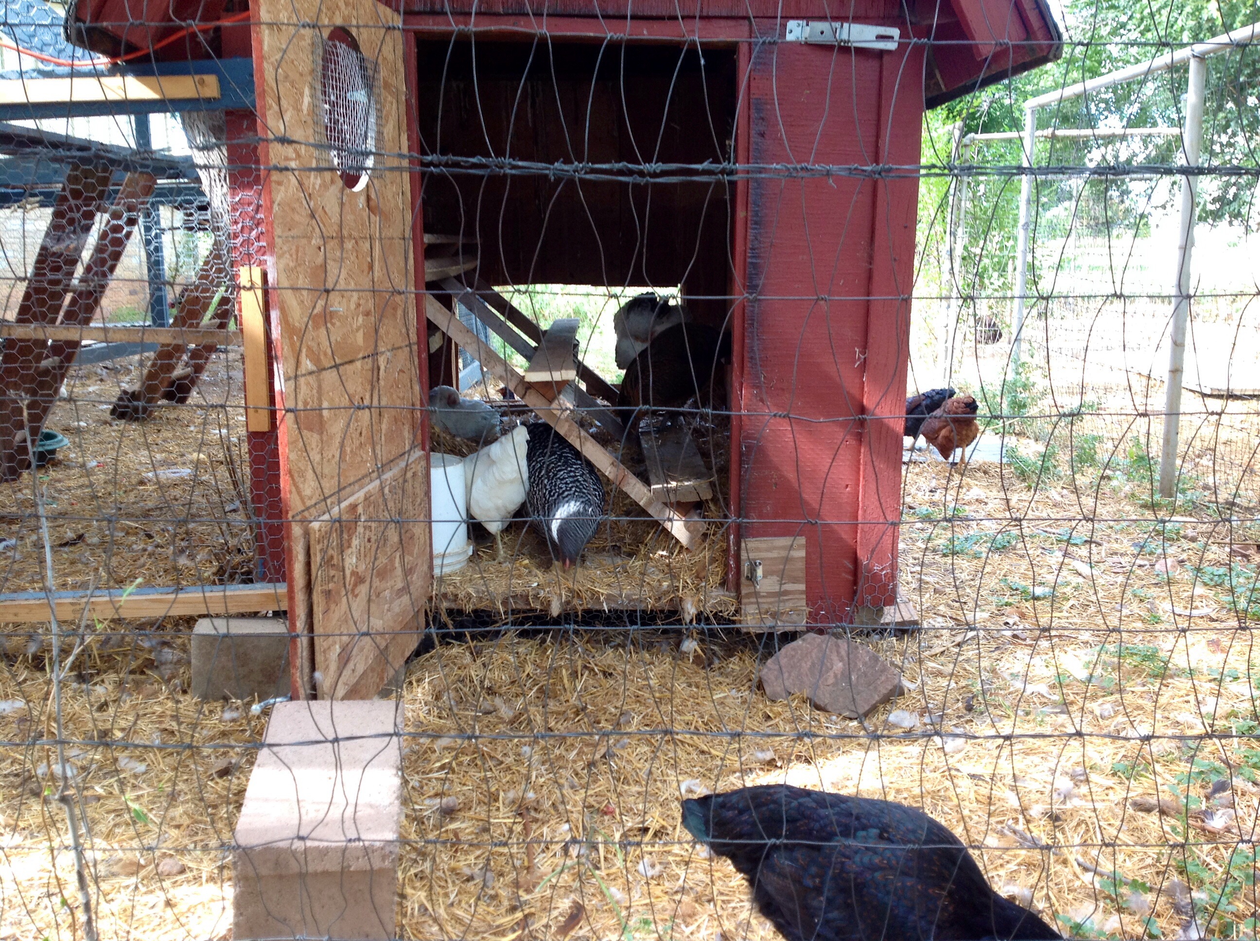 New roost design as you can see the girls spent now time checking them out.