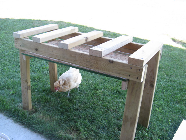 new roost     for newest chicks