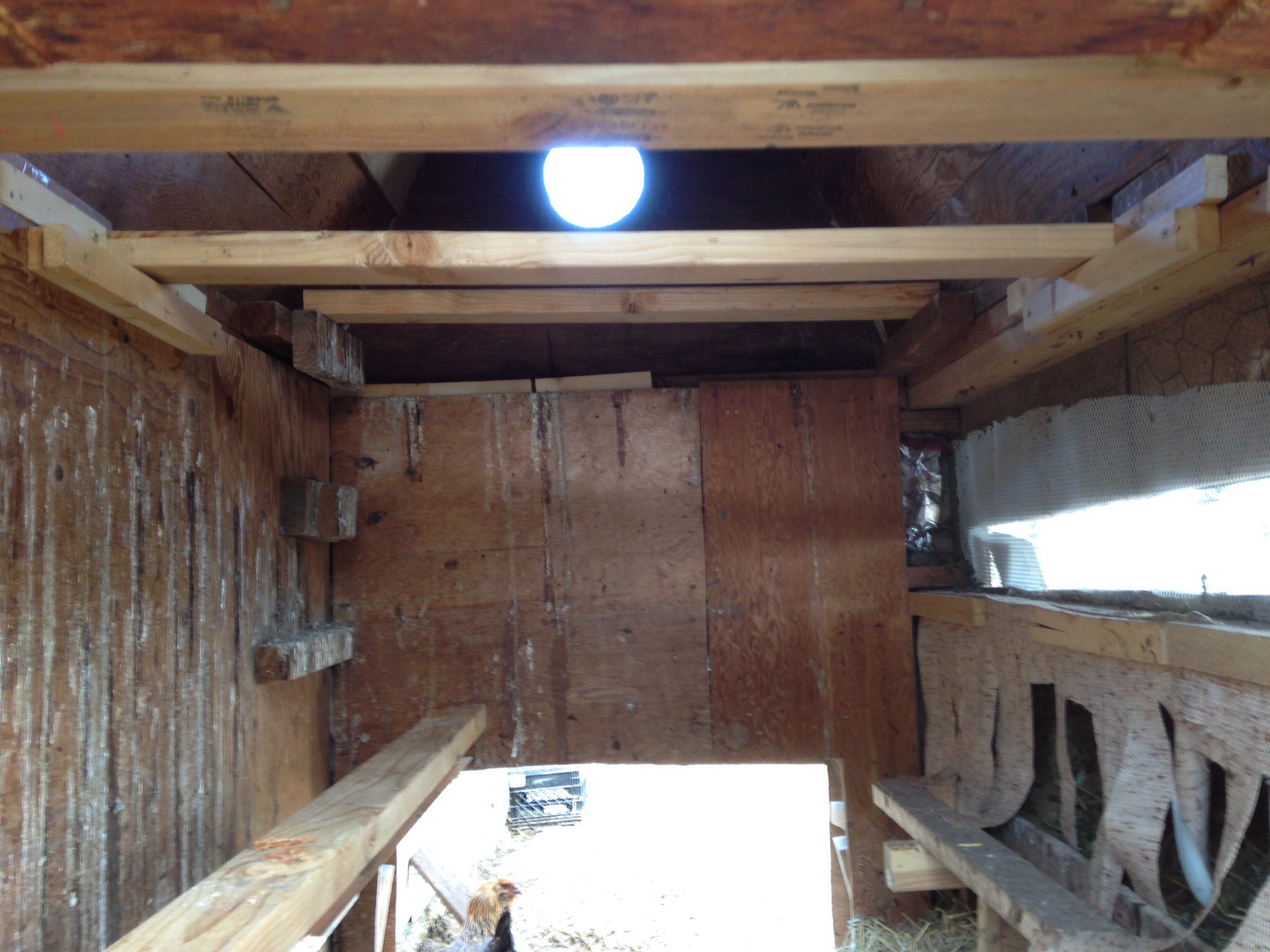 New roosts, based on Dutch style coops, three roosts above that are 2 x 4's cut to size. Roosts are secured with supports and screwed into place easily removed for cleaning the roosts.  Longer roosting bar running almost the length (on the left) of the coop put in place above the pop door. Perches directly in front of nest boxes allows yet another spot to roost.