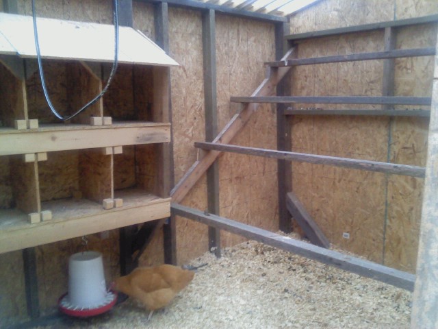 New roosts built, 7.31.12. They really love them.
18 weeks.
