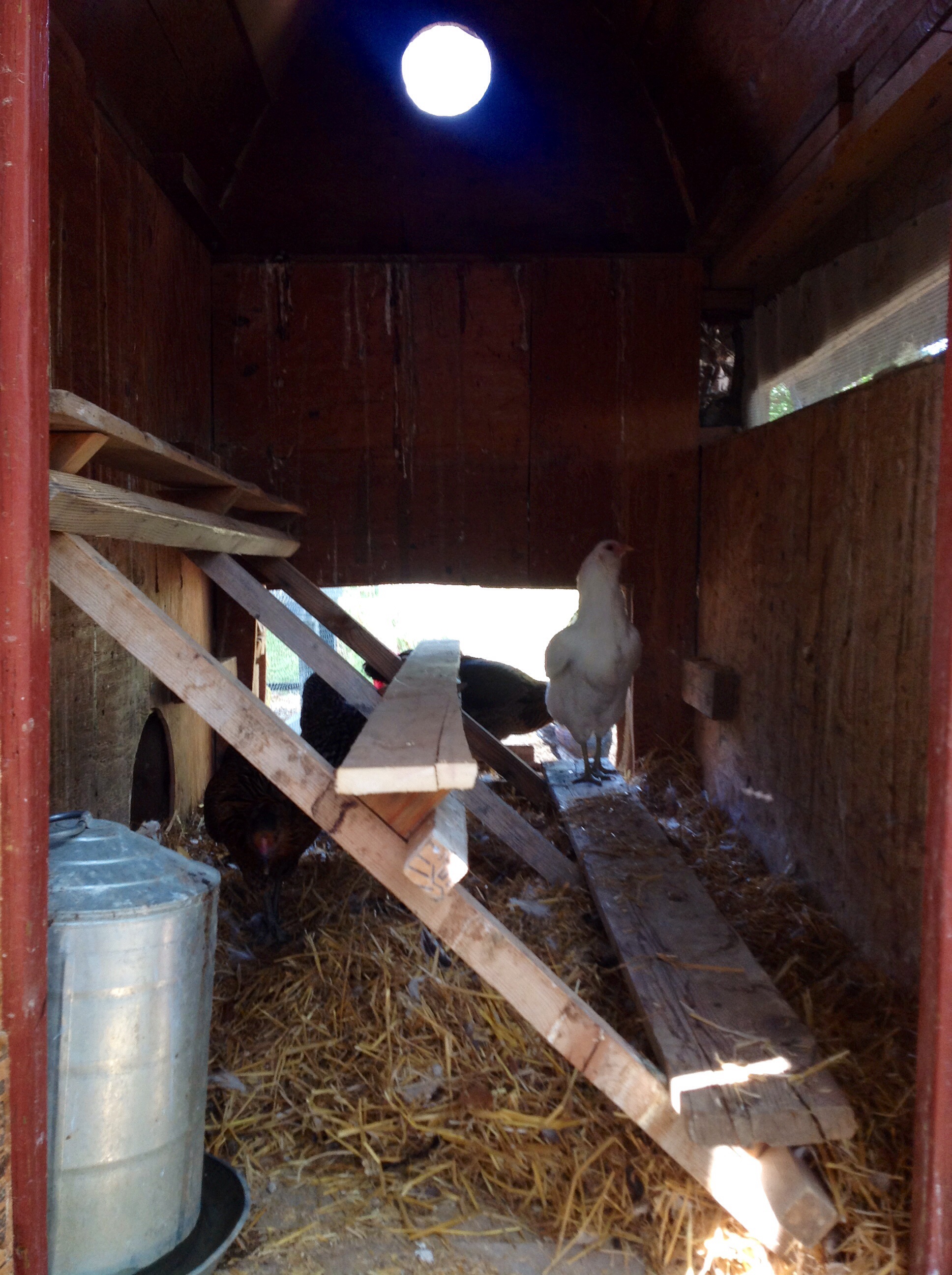 New roosts....nest boxes are next, they will slide in right below the window.
