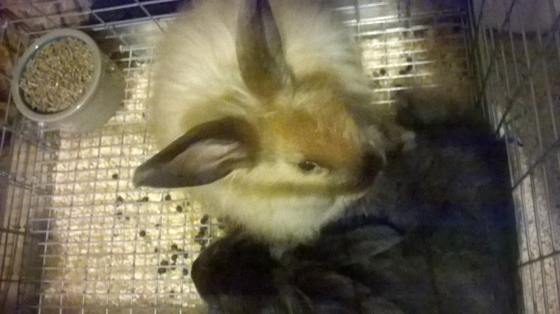 New Satin Angora does