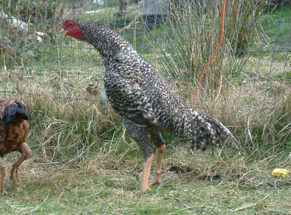 New Shamo stag, first day of crowing