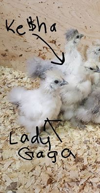 New Silkies
