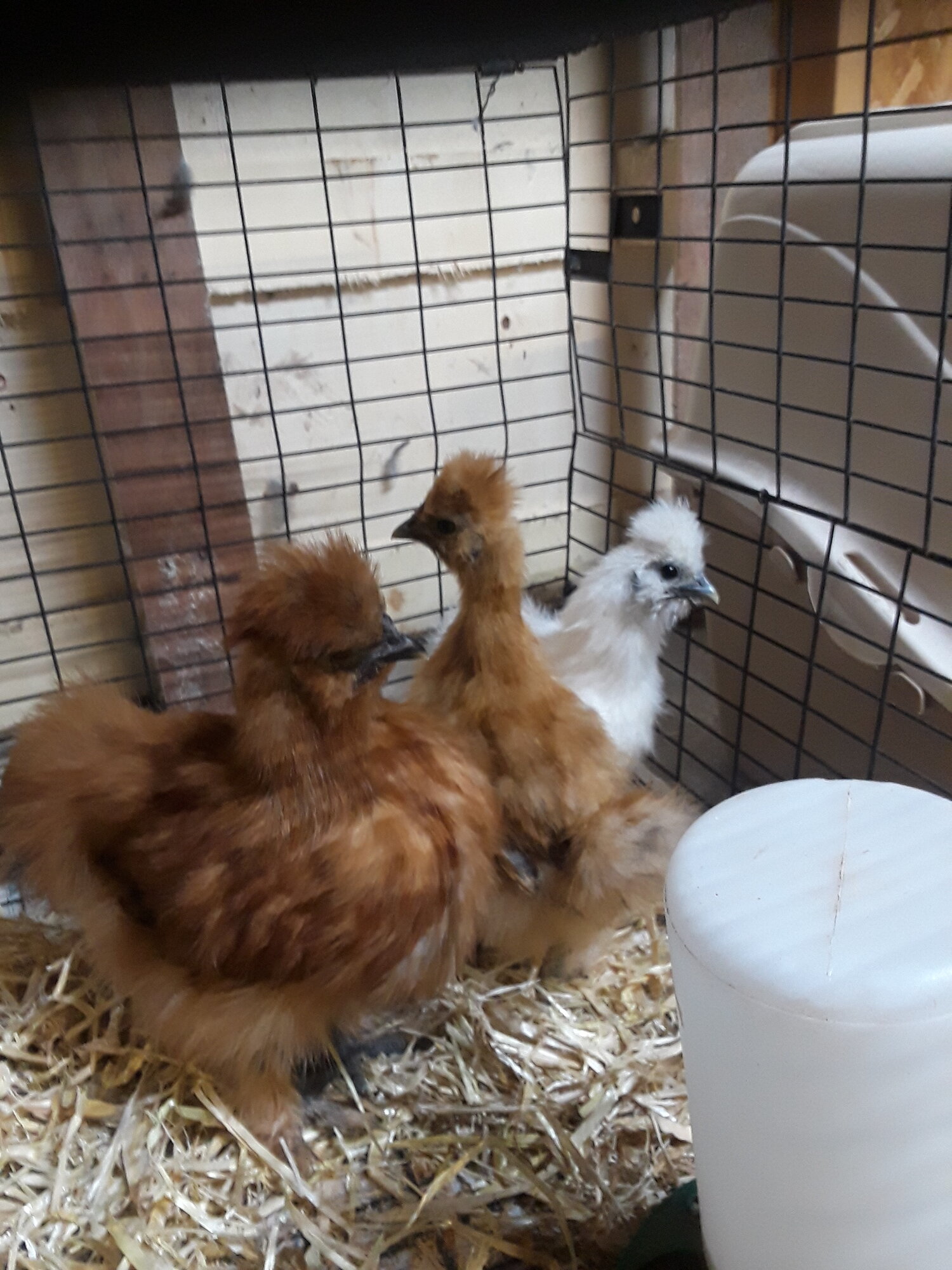 new silkies