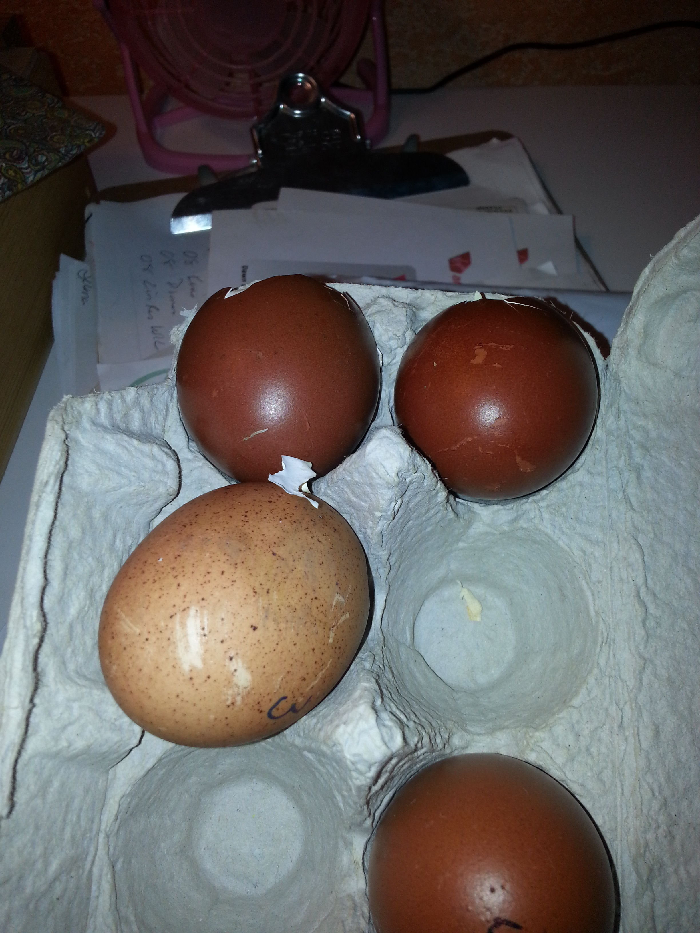 New Splash Marans pullet doesn't lay as nice color as my others.  But the egg is HUGE!