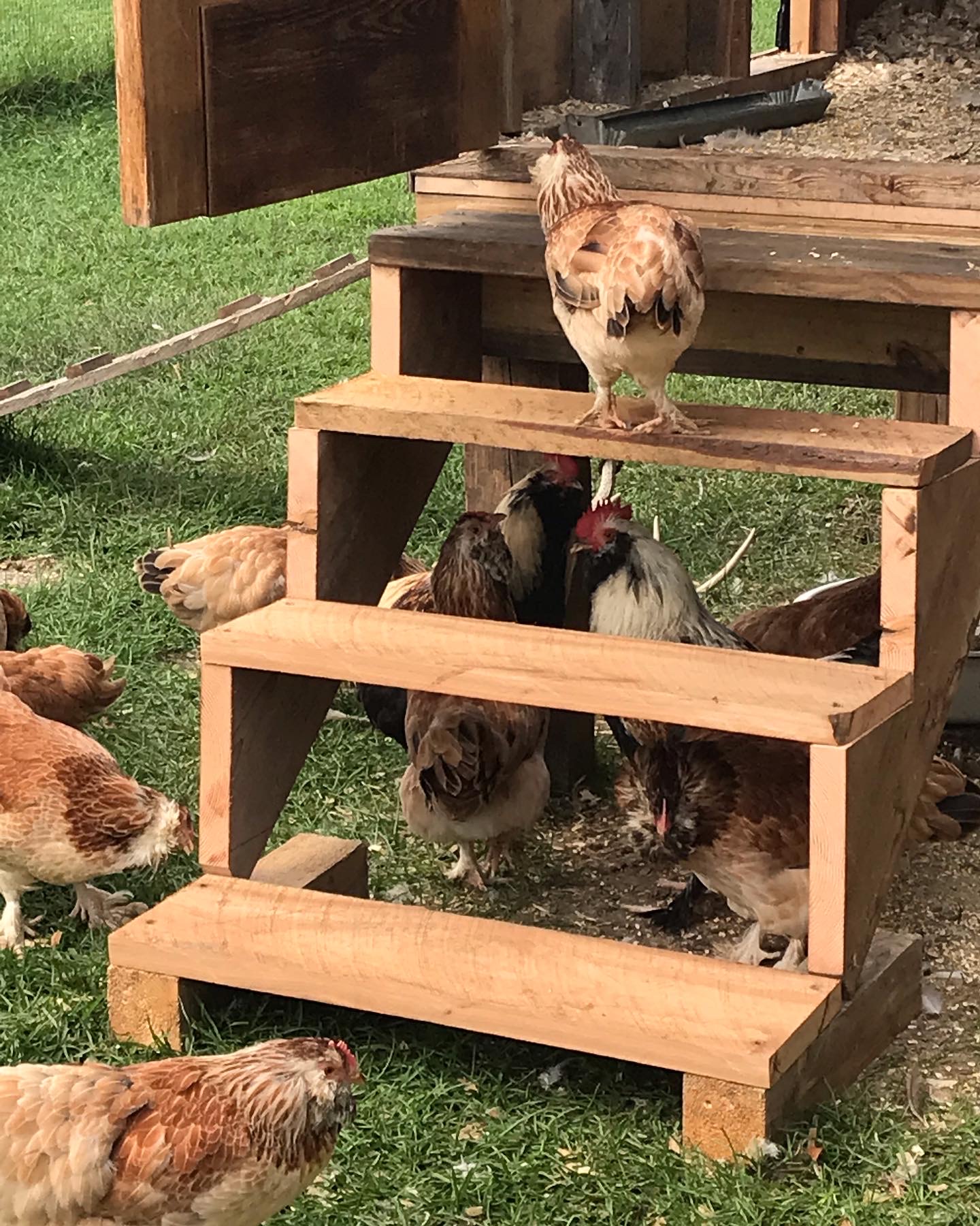 New Steps up to the Coop