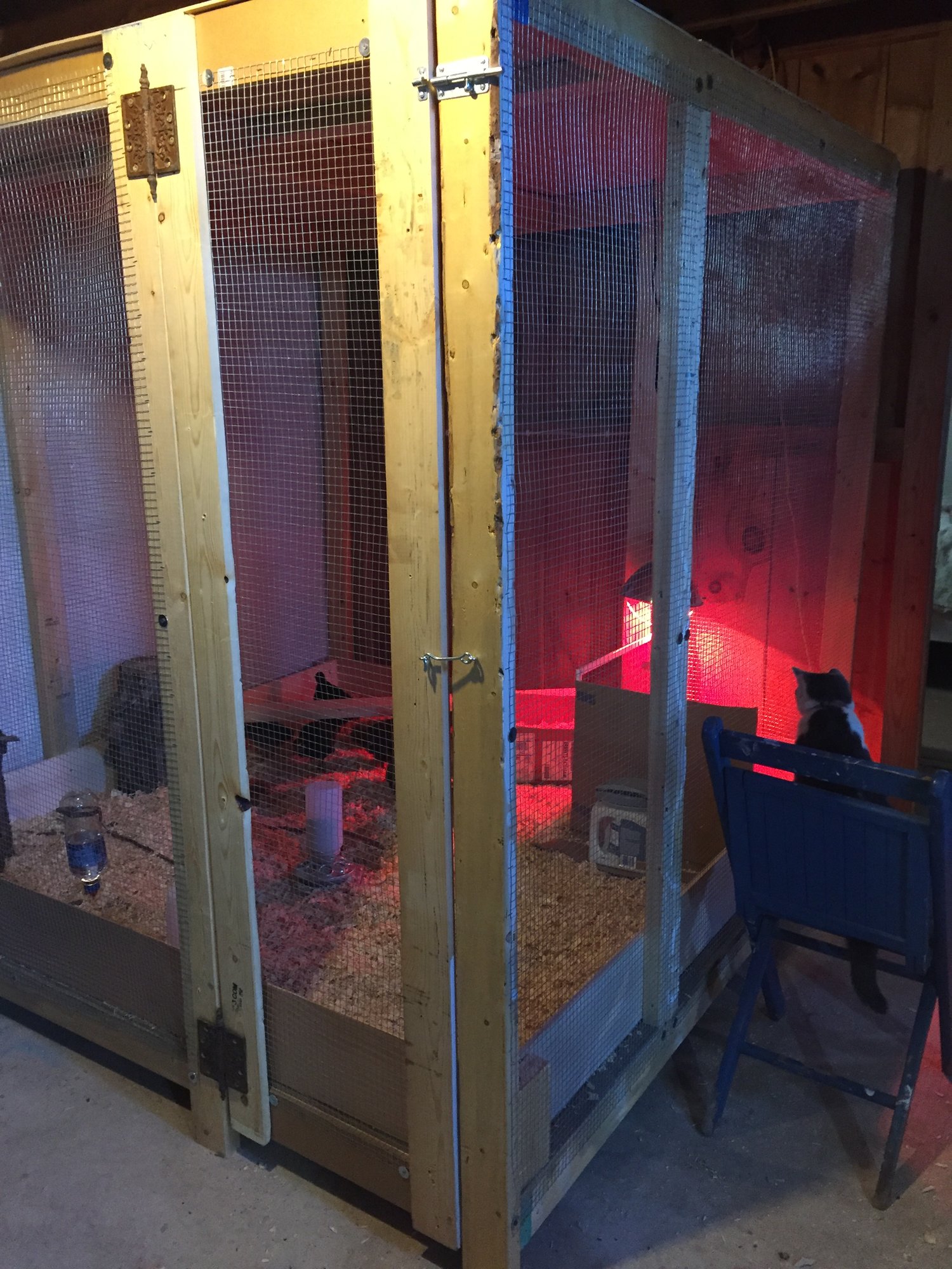 New Temp Coop 4&5 Weeks