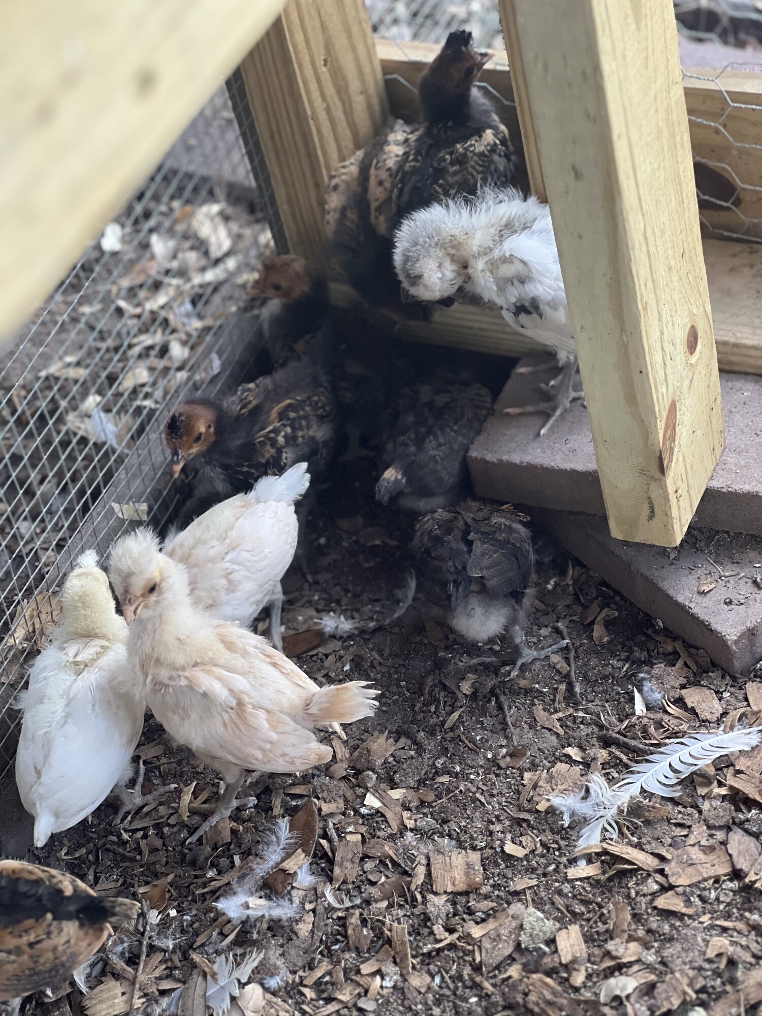 .New to Flock