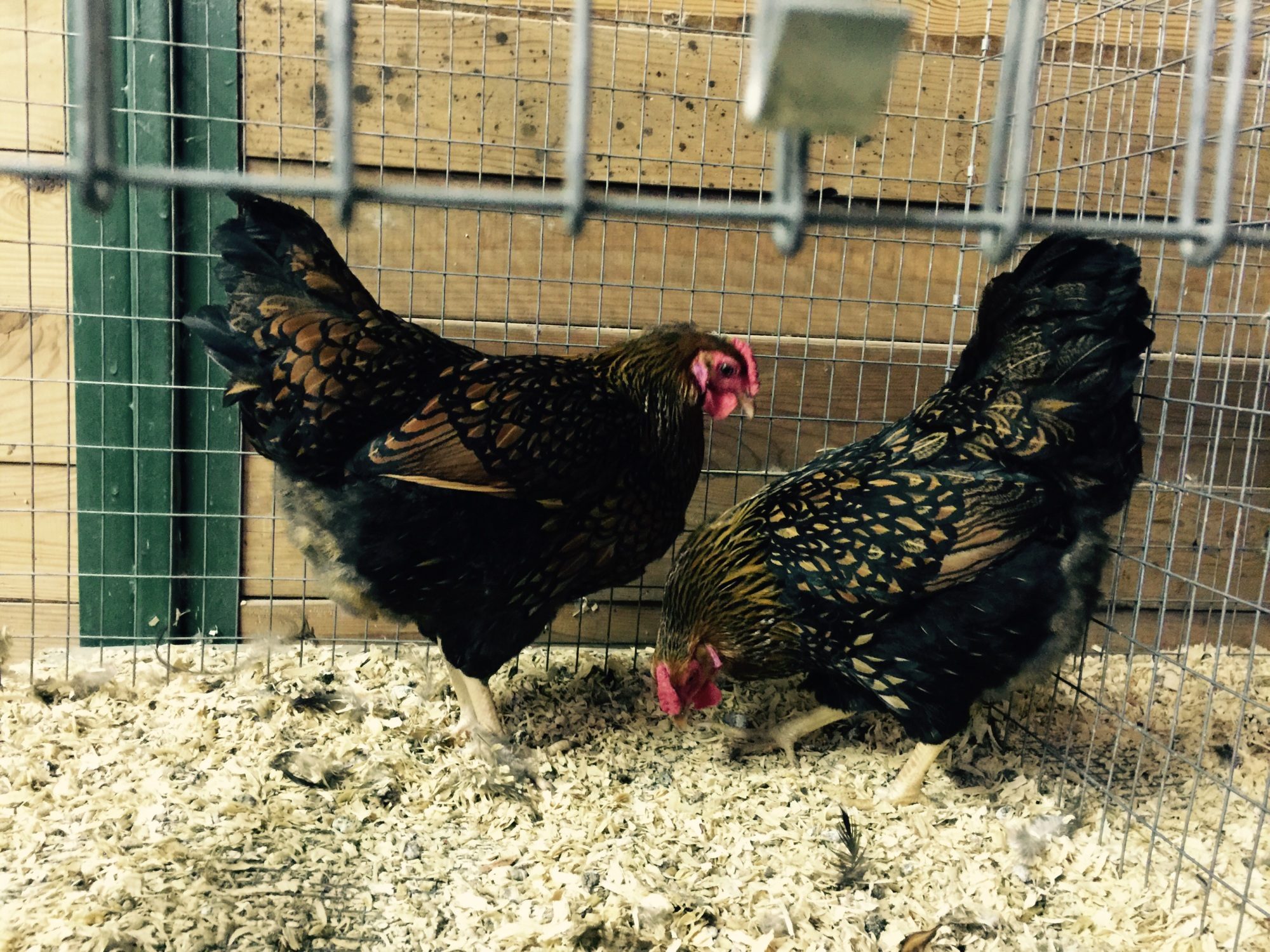 New to the ranch this year! Red Laced Wyandotte.