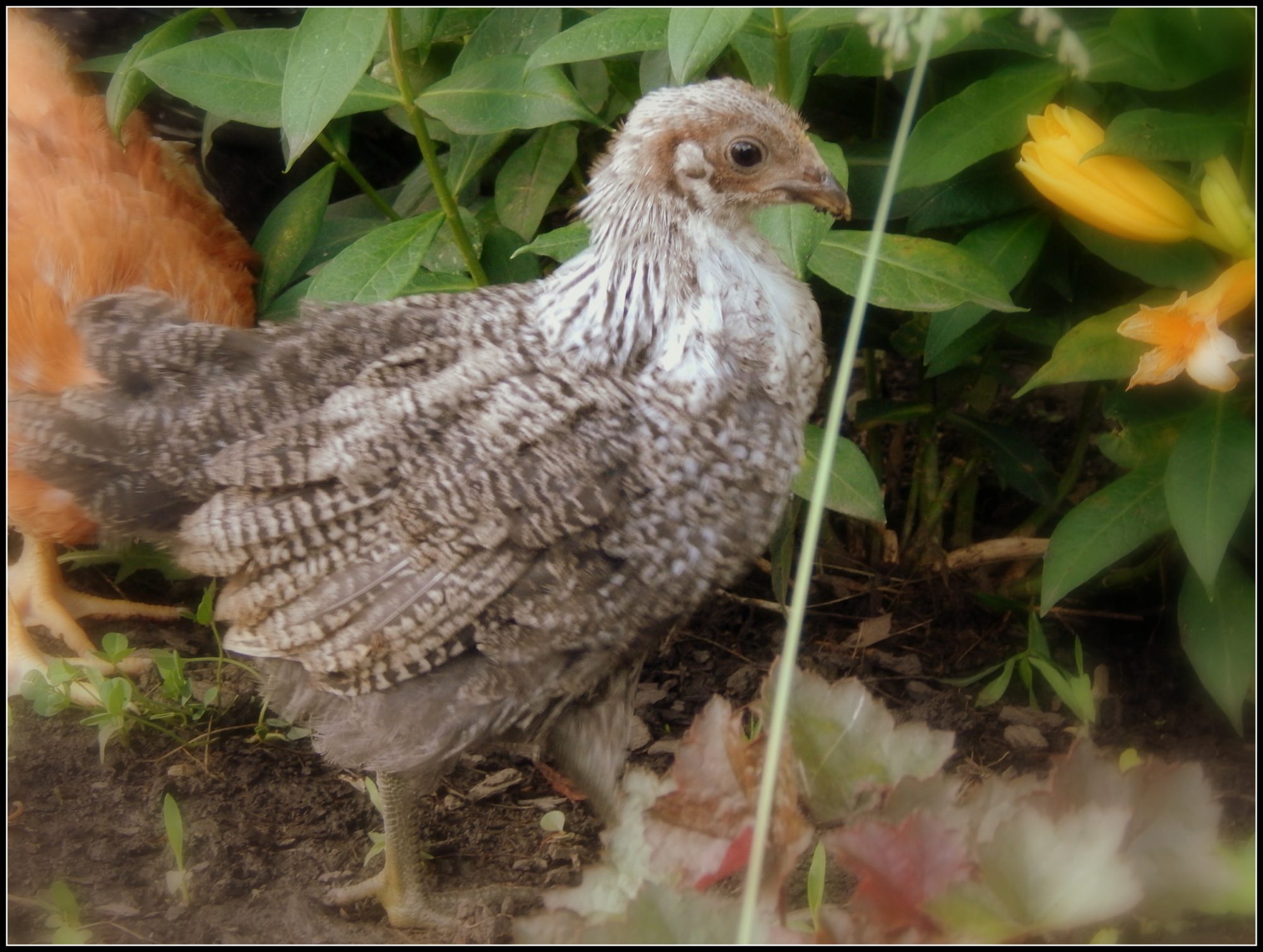 new to this batch of chicks... Woolla...and Iowa Blue-Ameraucana mix. I'm guessing 5 or 6 weeks old.