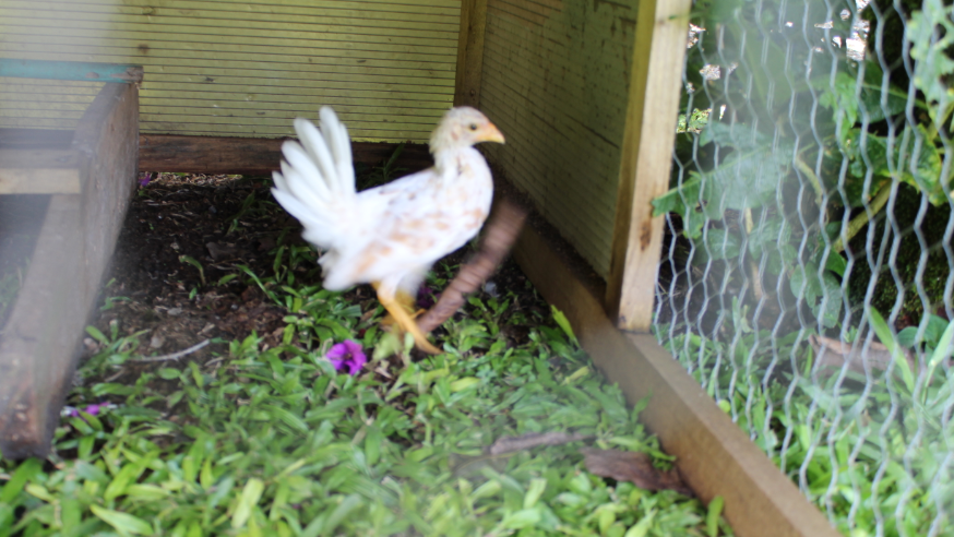 New (unknown) chicken
